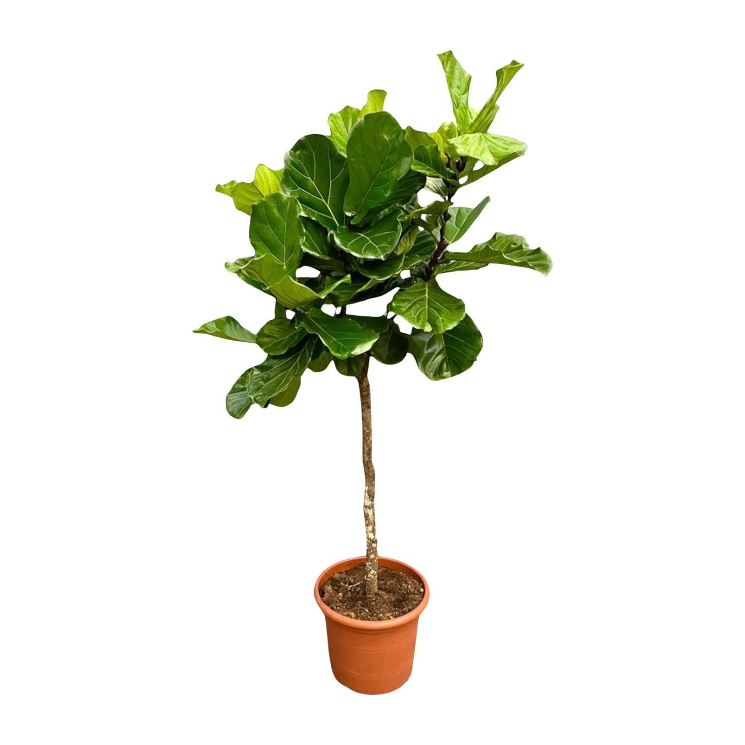 Geigenfeige - Ficus Lyrata Baum XXL - 210 cm - ø40