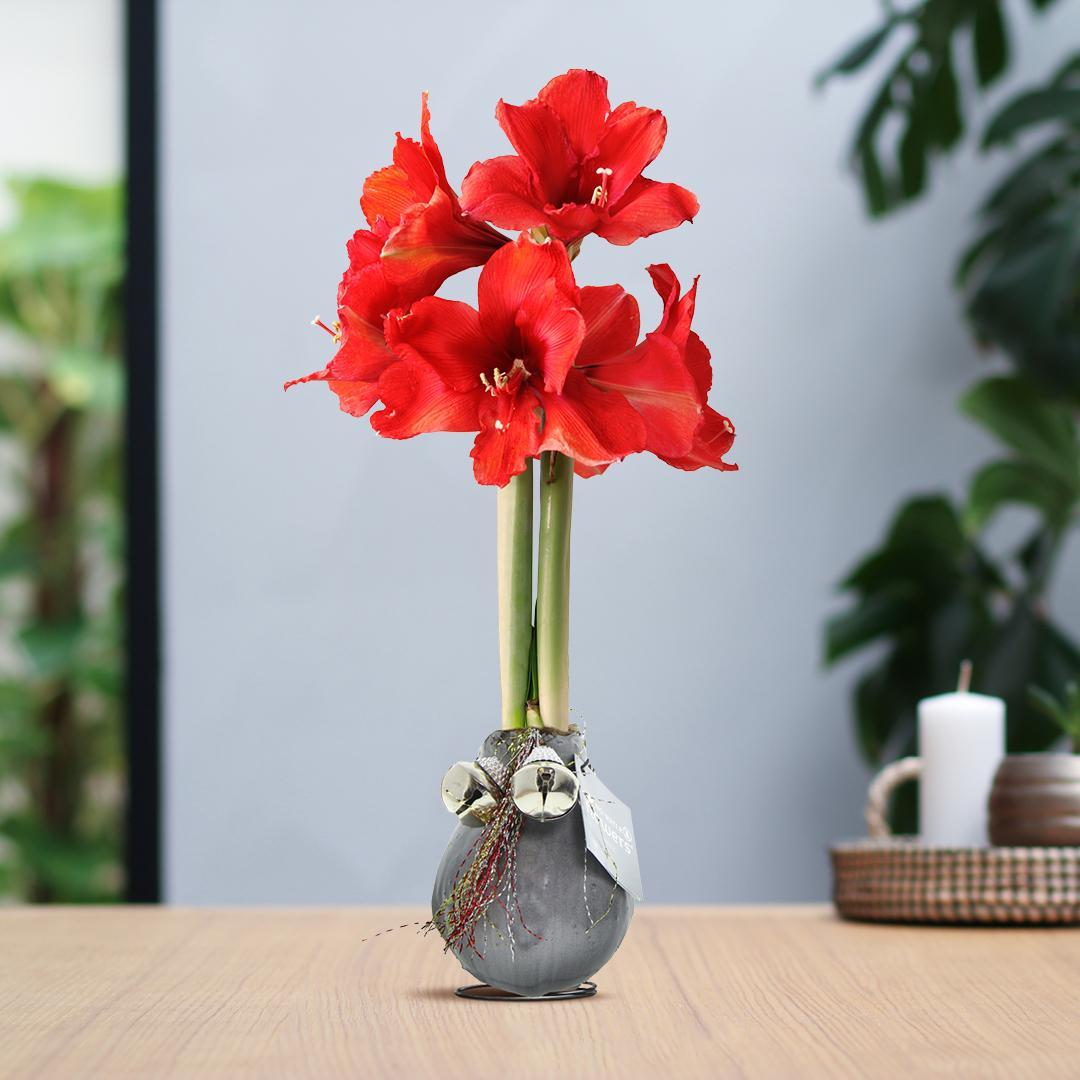 No Water Flowers® (wax amaryllis) | Waxz® Jingle Bellz - Silver + Red flower