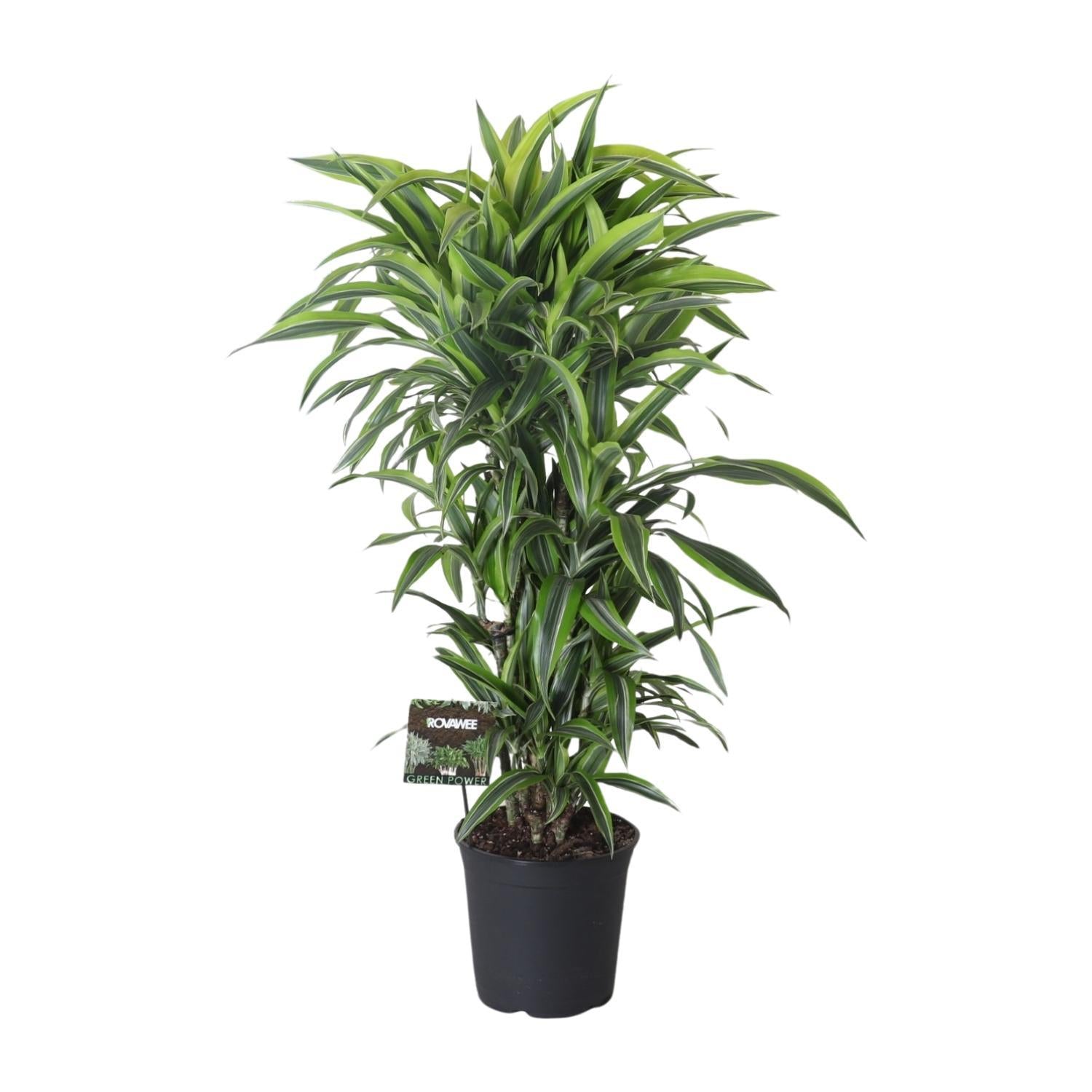 Drachenbaum Fragrans Lemon Line - Dracaena Fragrans Lemon Lime - Ø27cm - ↕120cm