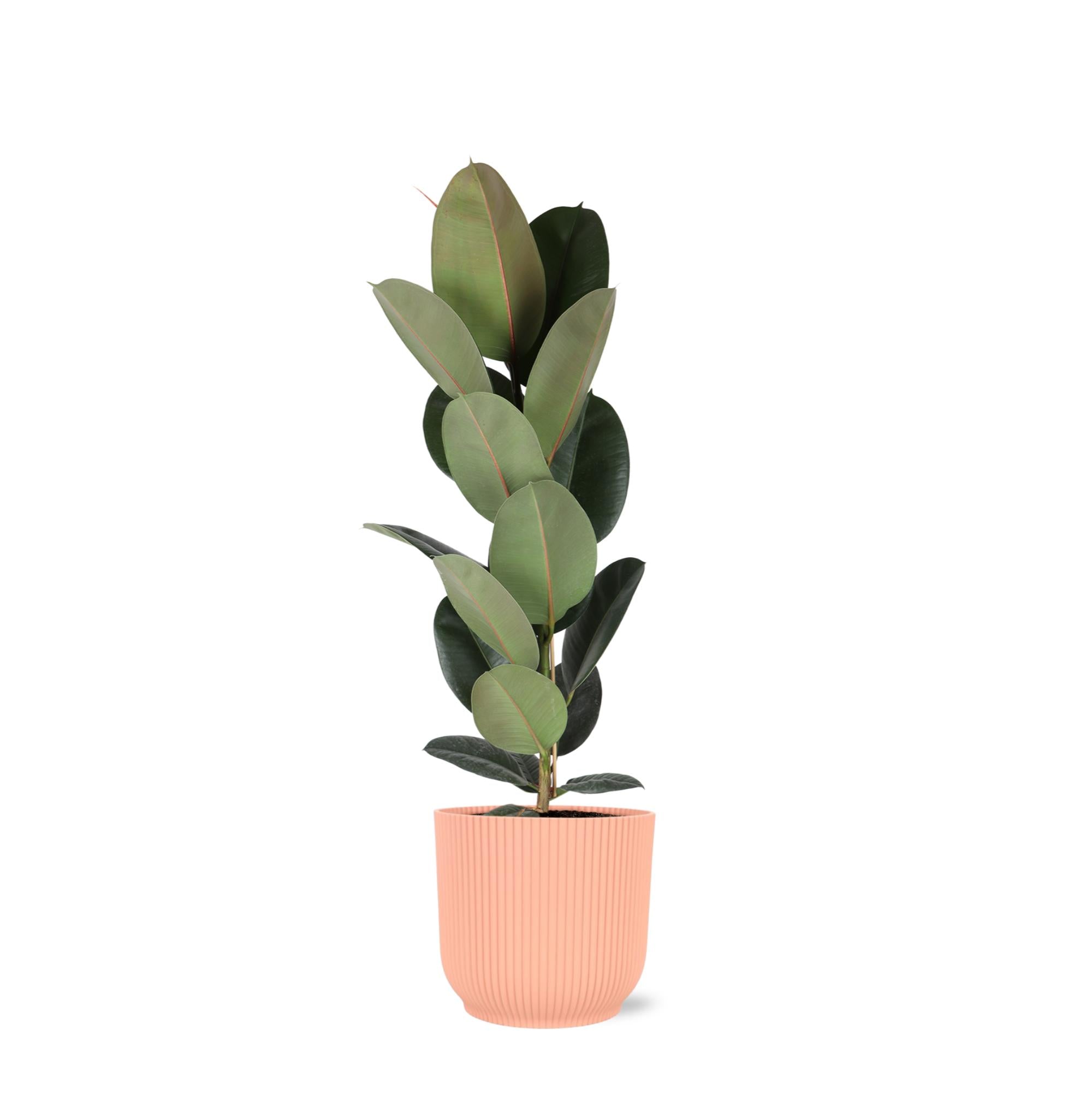 Gummibaum Ficus Elastica Robusta – Ø21cm – ↕90cm im Vibes PINK Topf