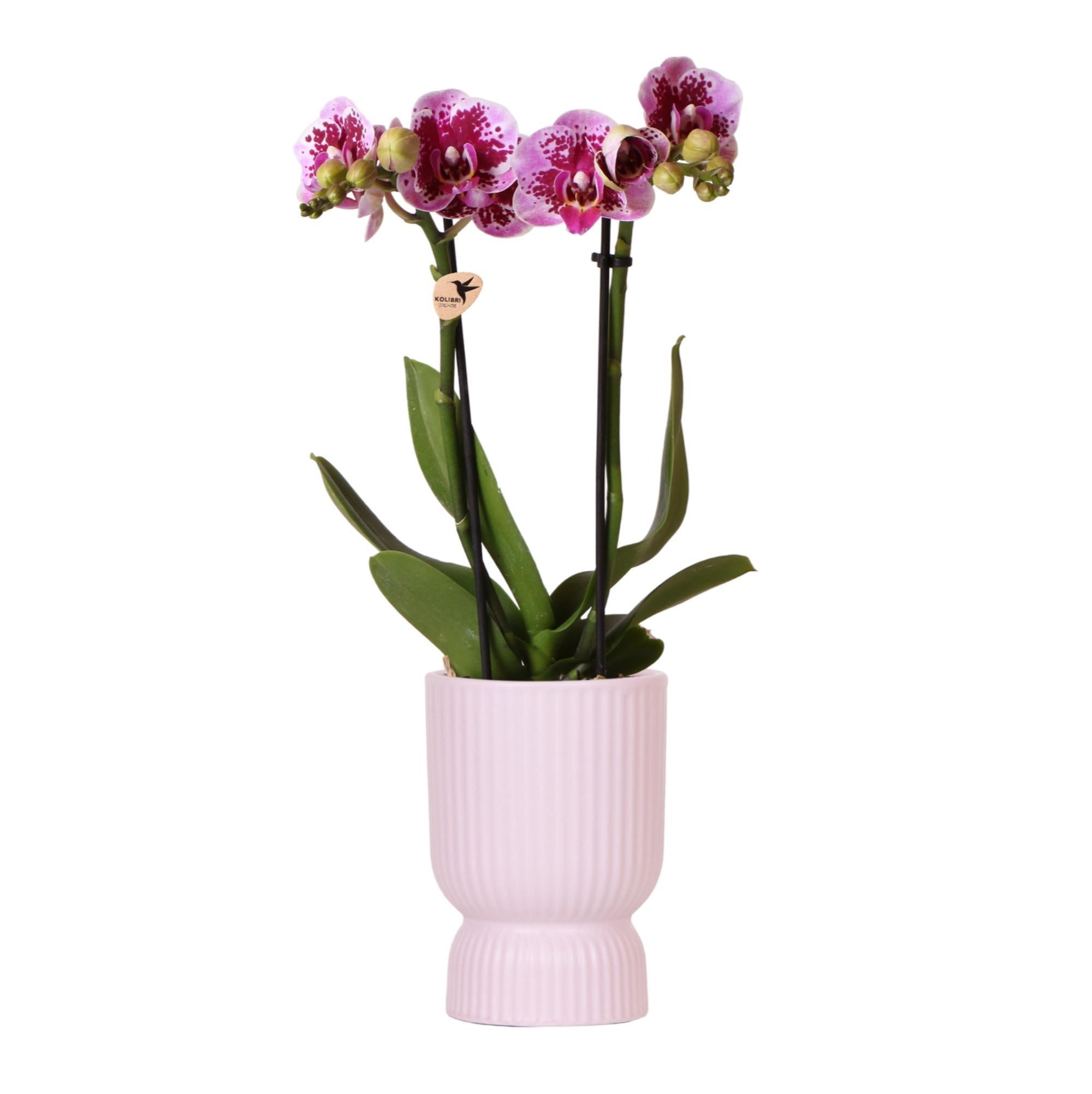 Orchidee rosa lila Phalaenopsis Orchidee - El Salvador + Diabolo pink - Topfgröße Ø9cm | blühende Zimmerpflanze - frisch vom Züchter