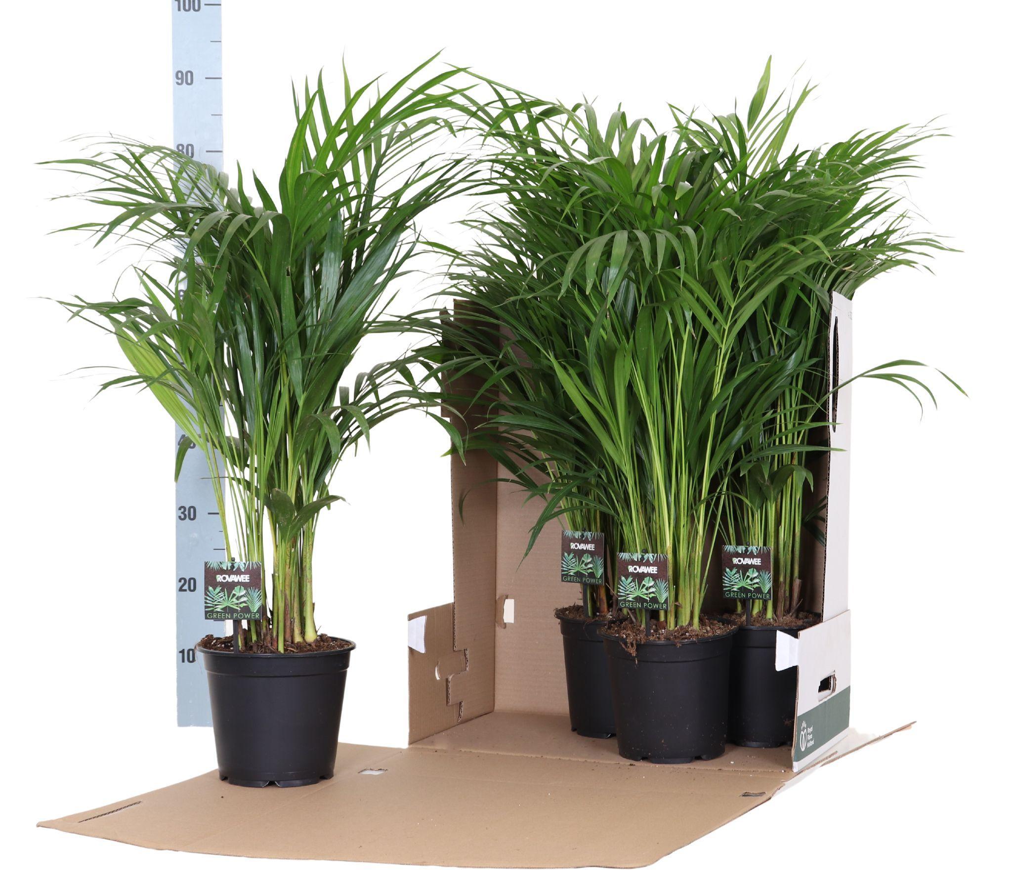 Arecapalme - Dypsis Lutescens 100-110 - Ø19cm - ↕100cm