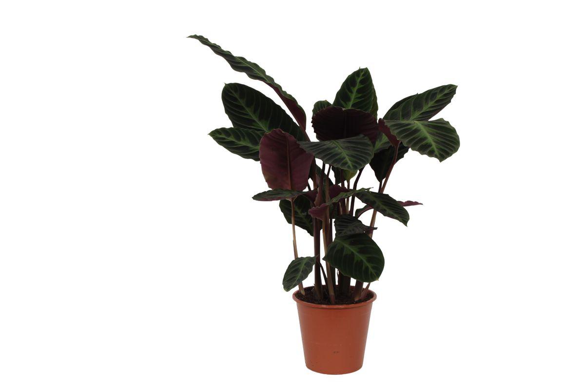 Calathea Warscewiczii - Korbmarante - 80 cm - Ø19cm