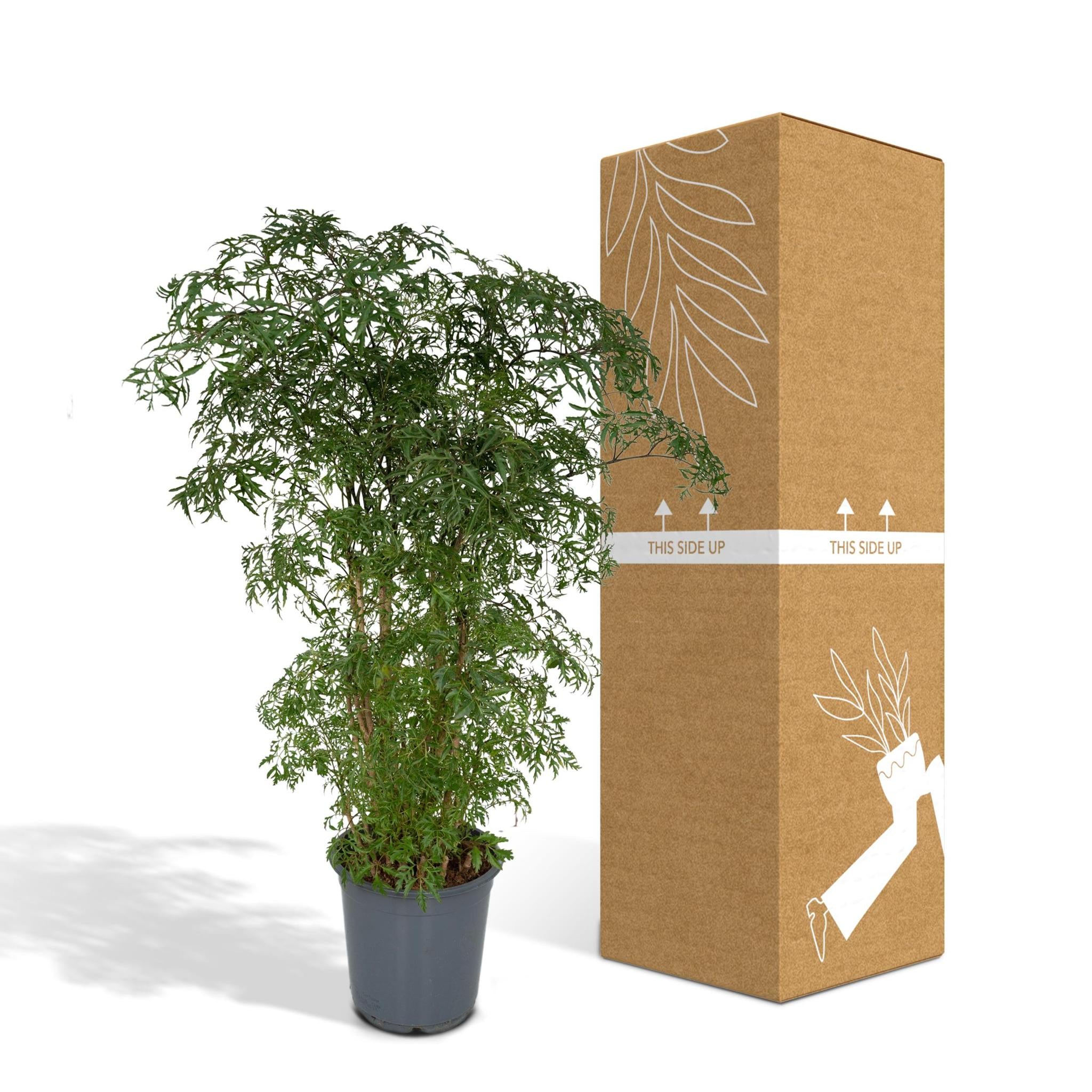 Ming Aralie - Polyscias Fruticosa (Aralia) - Ø21cm - ↕75cm