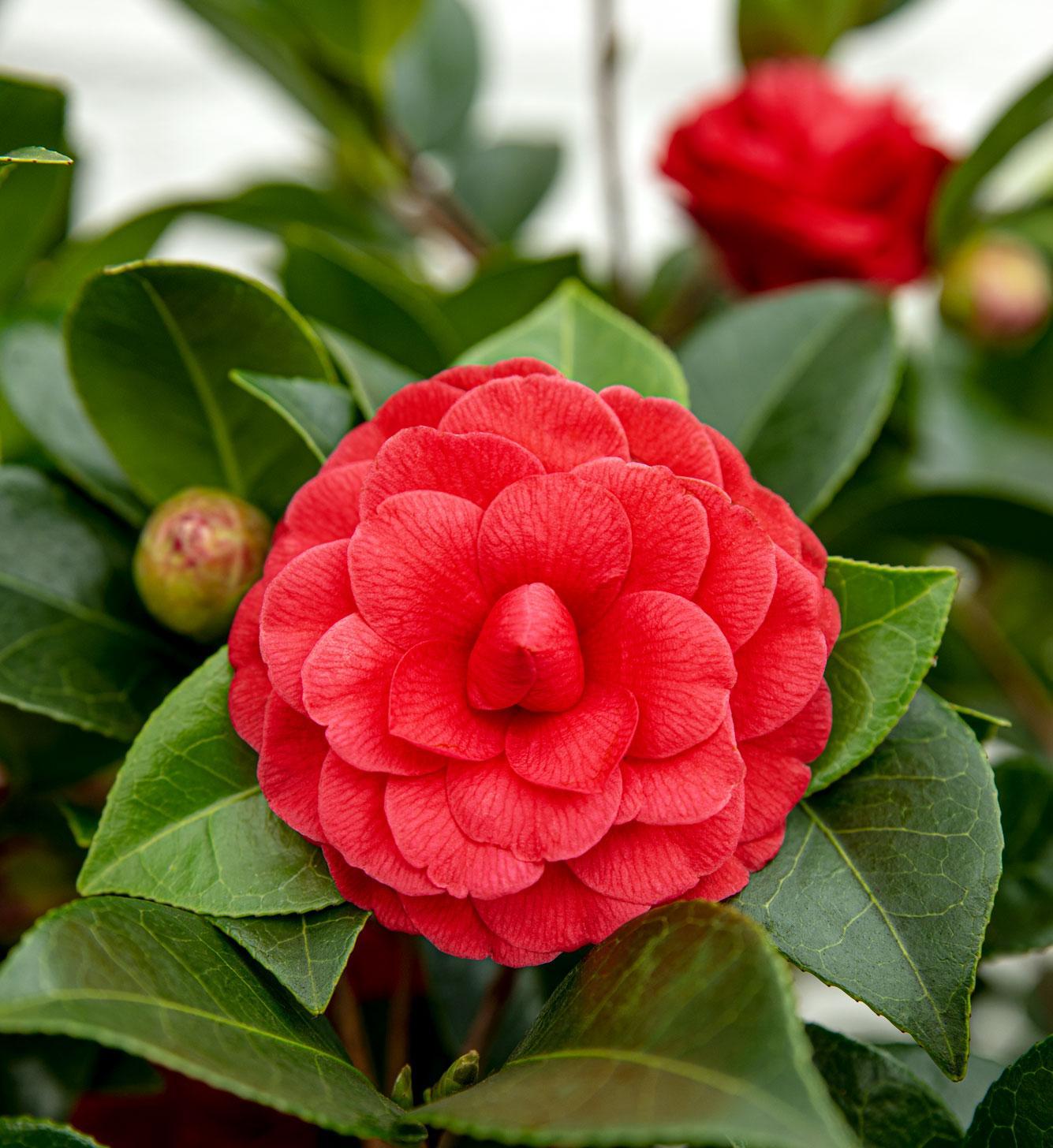 Japanische Kamellie Black Lace rot - Camellia japonica 'Black Lace' - ↨65cm - Ø19cm