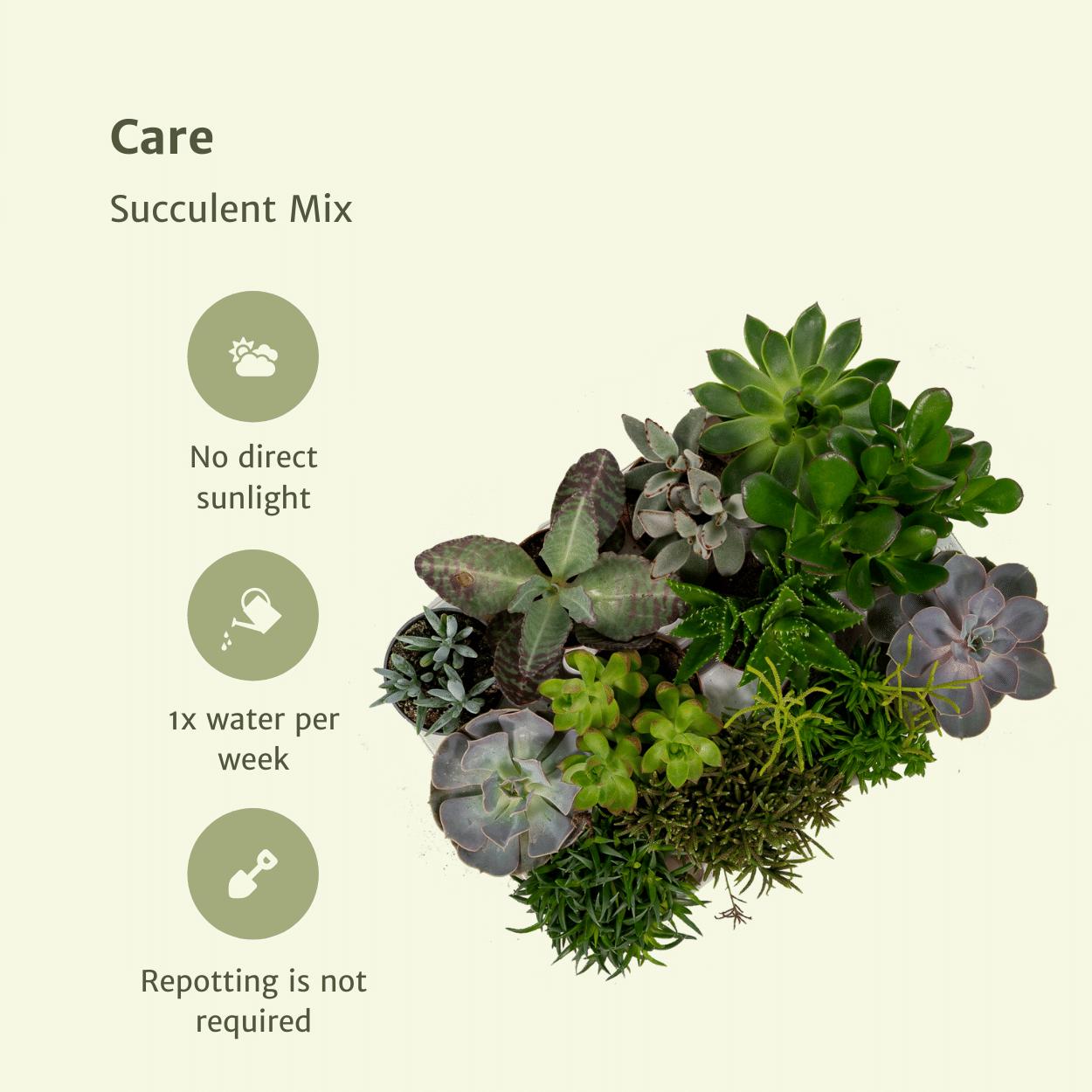 Sukkulenten Mix - Aloe Vera - Krassula - Echeverien - Haworthia - Kalanchoe - Sedum 9 Stücke - Ø8,5cm - ↕10 cm