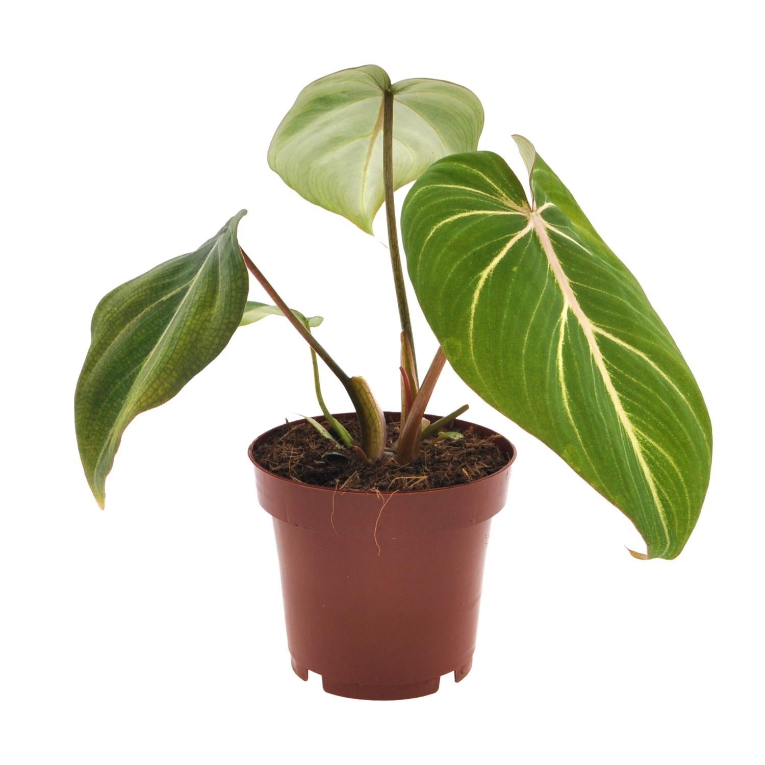 Philodendron Selloum Atom - Ø12cm - ↕25cm