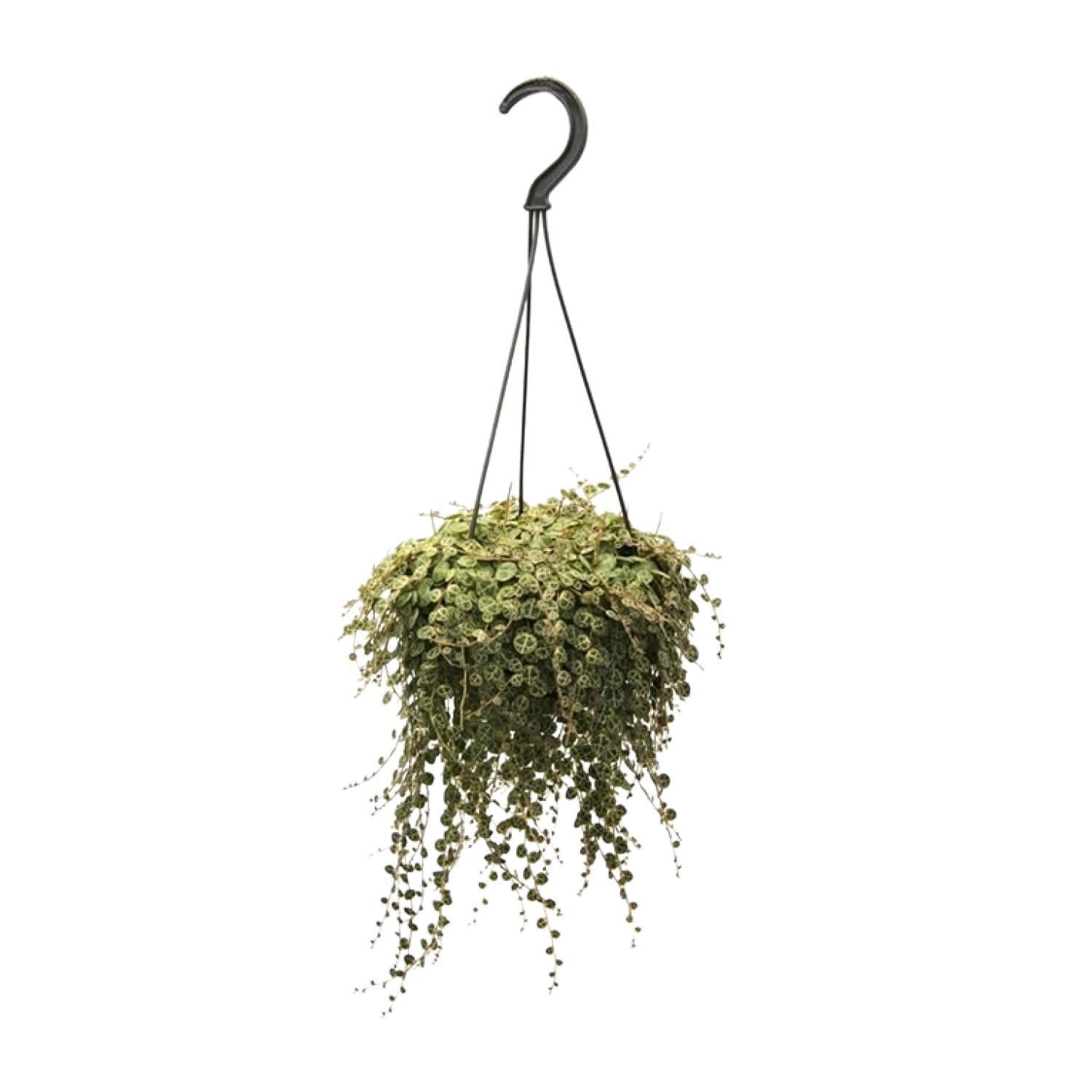 Zwergpfeffer - Peperomia Prostrata - Ø14cm - ↕38cm