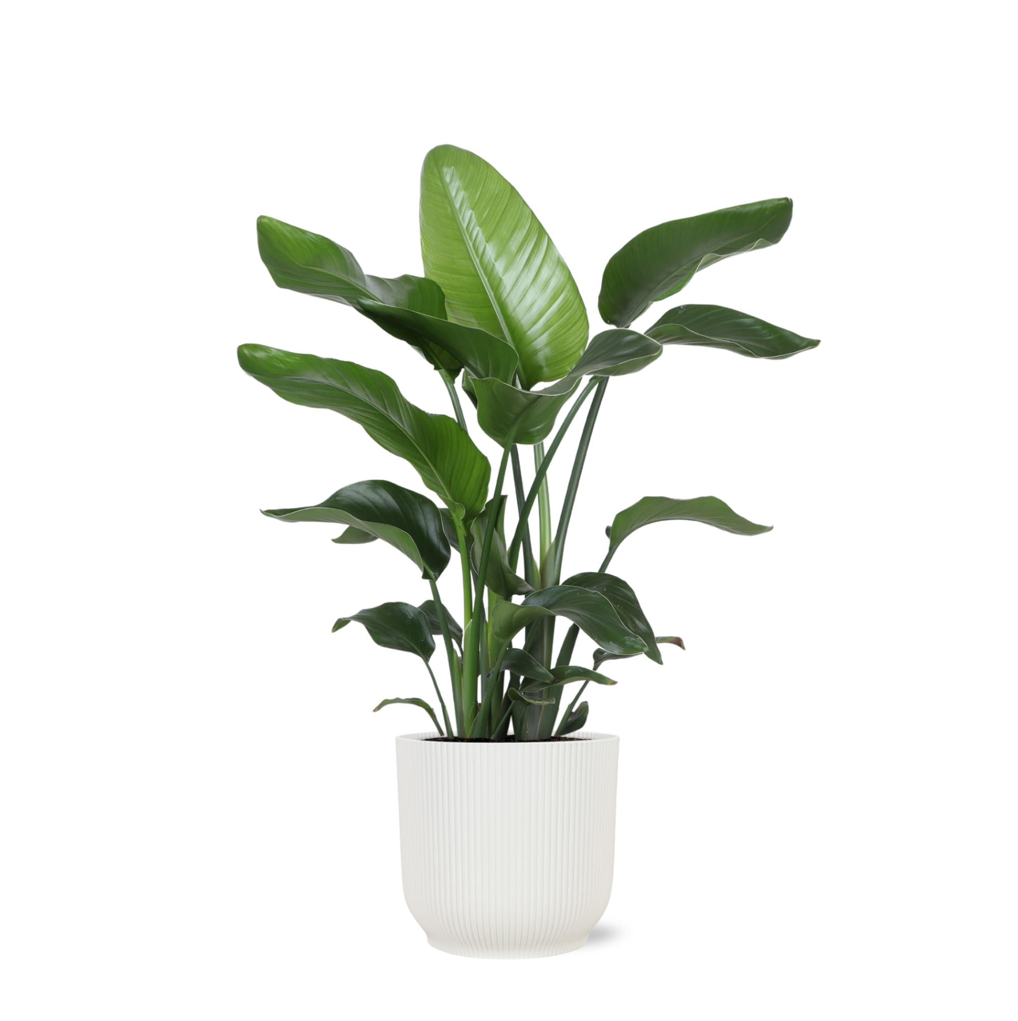 Strelitzia Nicolai - Ø21cm - ↕80cm in Vibes Topf weiß