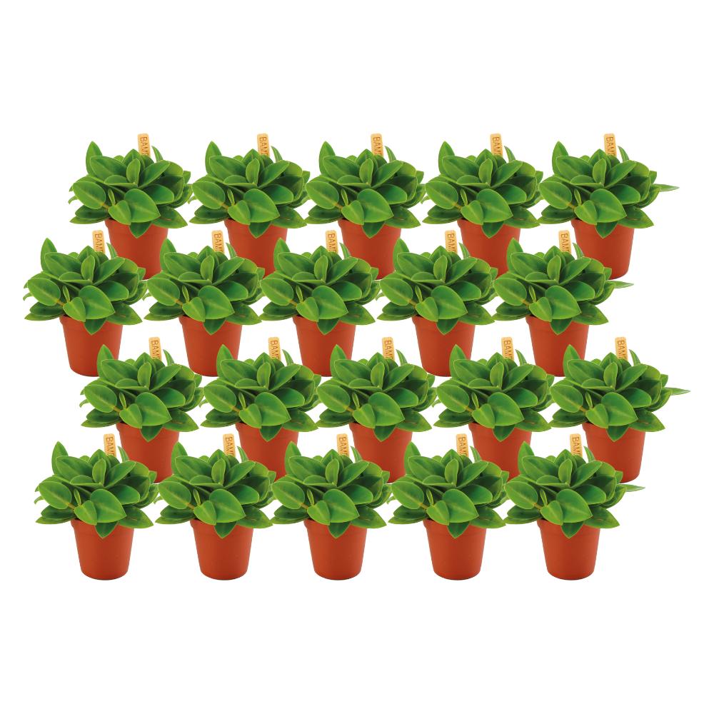 Peperomia Pixi - 20 stuks - Ø5,5cm - ↕10cm