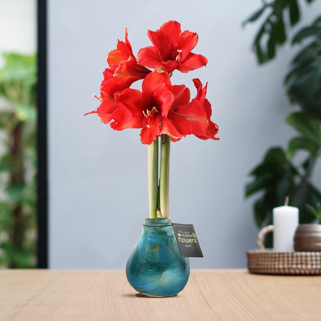 No Water Flowers® (wax amaryllis) | Univerz Saturnus - Aqua + Red flower