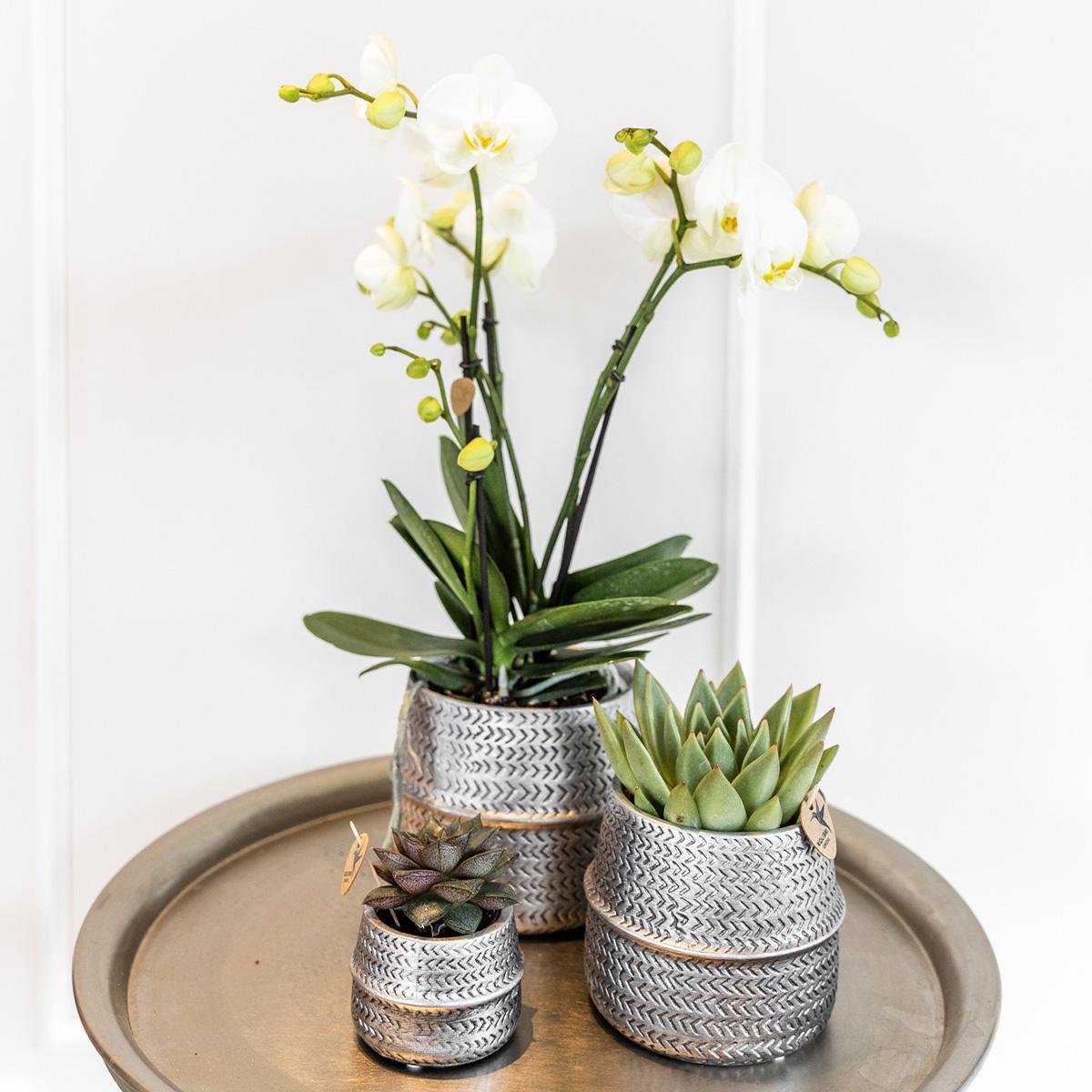 Orchidee Pflanzenset Groove silber | Set mit weißer Phalaenopsis Orchidee Amabilis Ø9cm und grüner Sukkulente Crassula Ovata Ø6cm | inkl. silbernen Keramik-Ziertöpfen