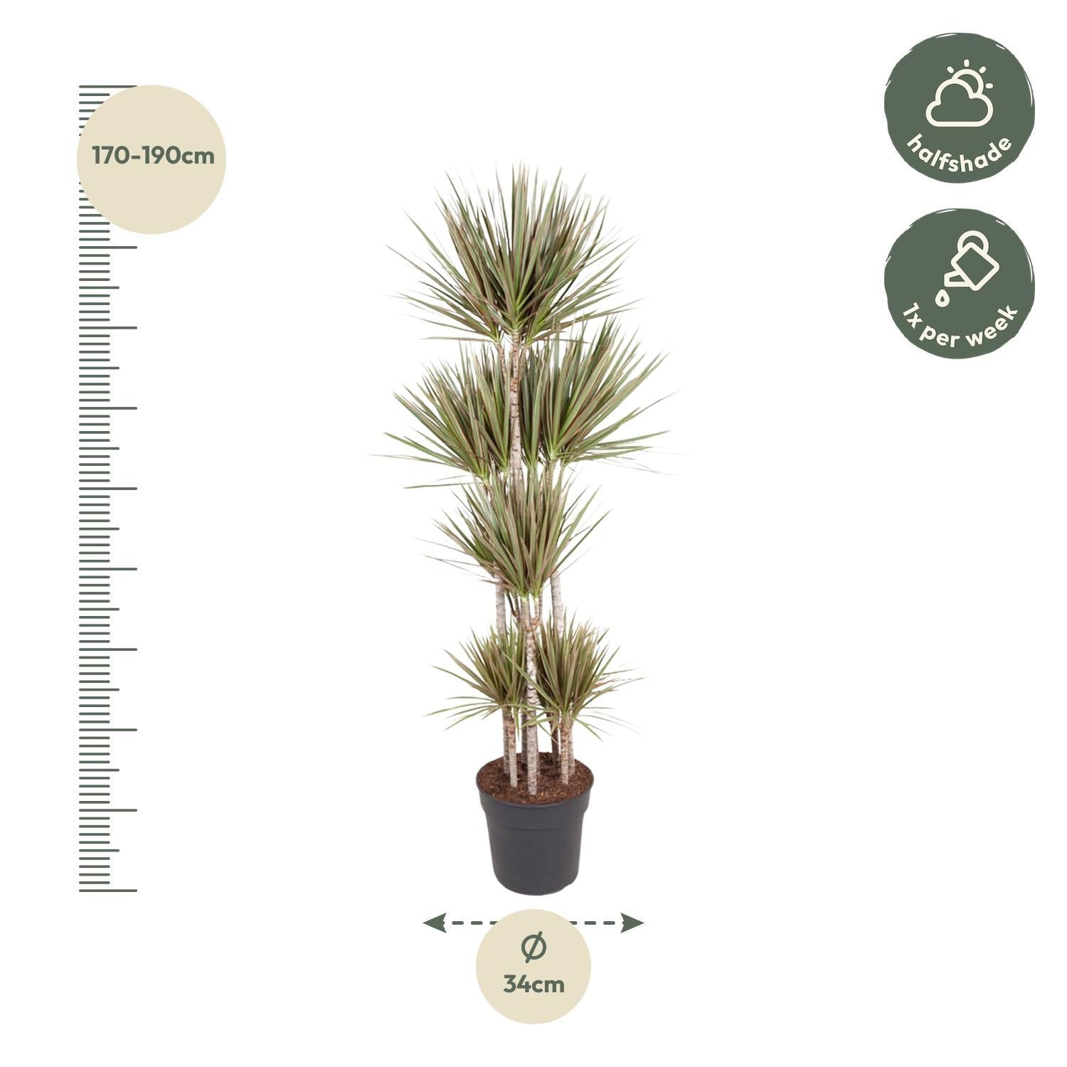 Drachenbaum Bicolor - Dracaena Bicolor Carrousel - 180 cm - ø34