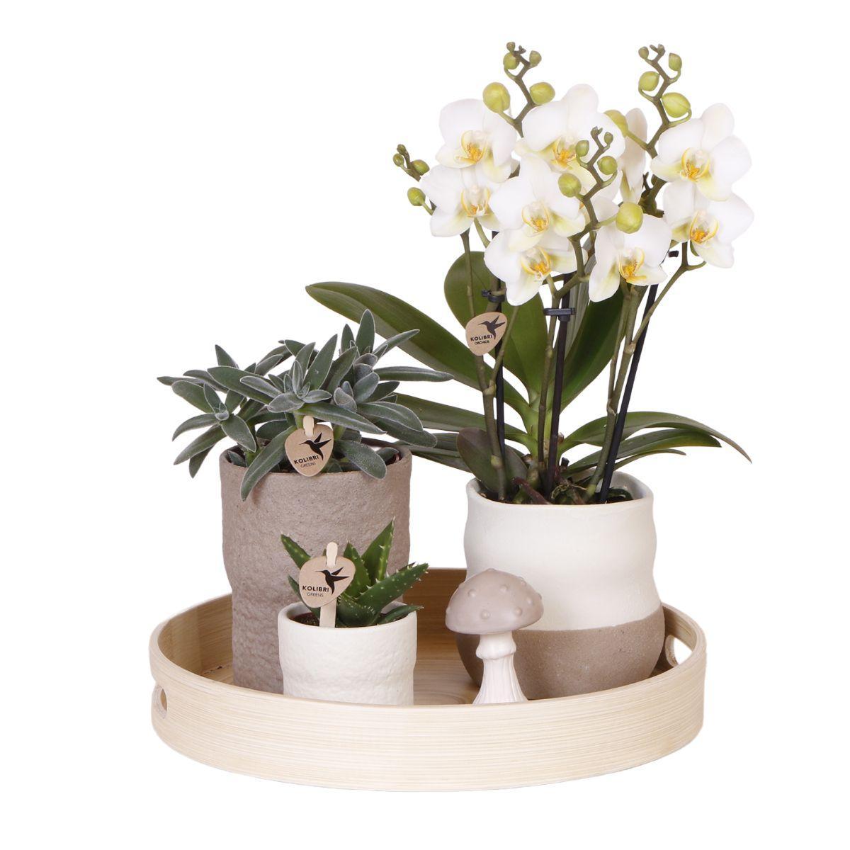 Orchideen Pflanzenset Slow Living - Weiße Phalaenopsis Orchidee Lausanne und Sukkulenten inkl. Keramik-Zierpflanztöpfe