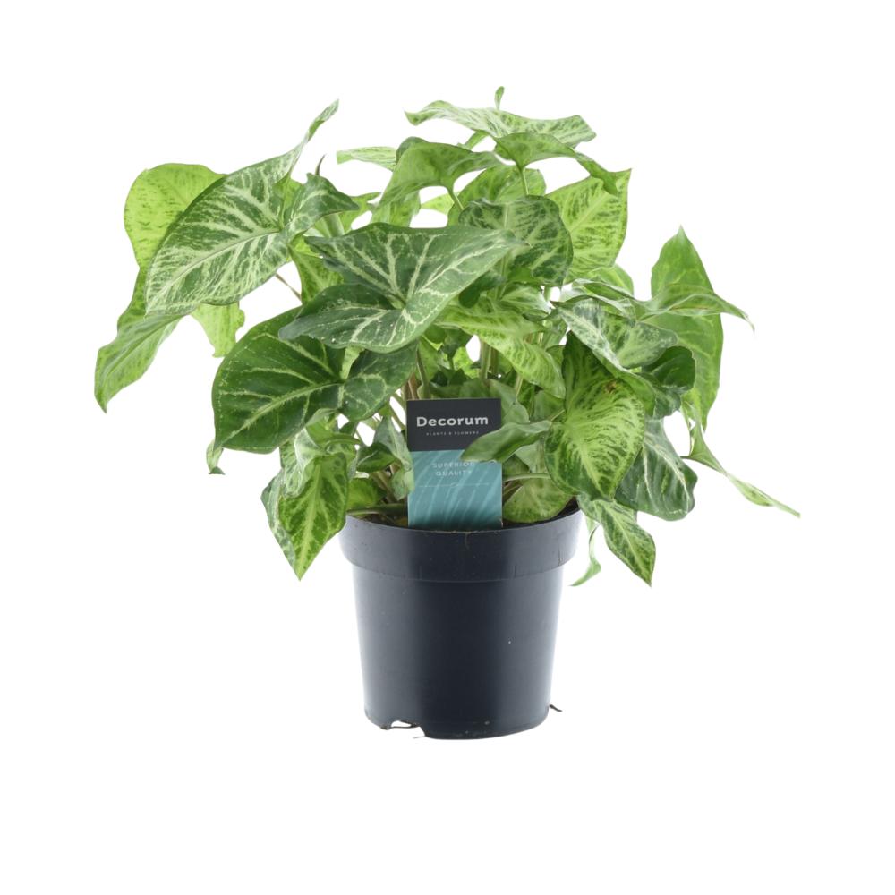 Syngonium Pijl Voel Groen - Ø14cm - ↕25cm