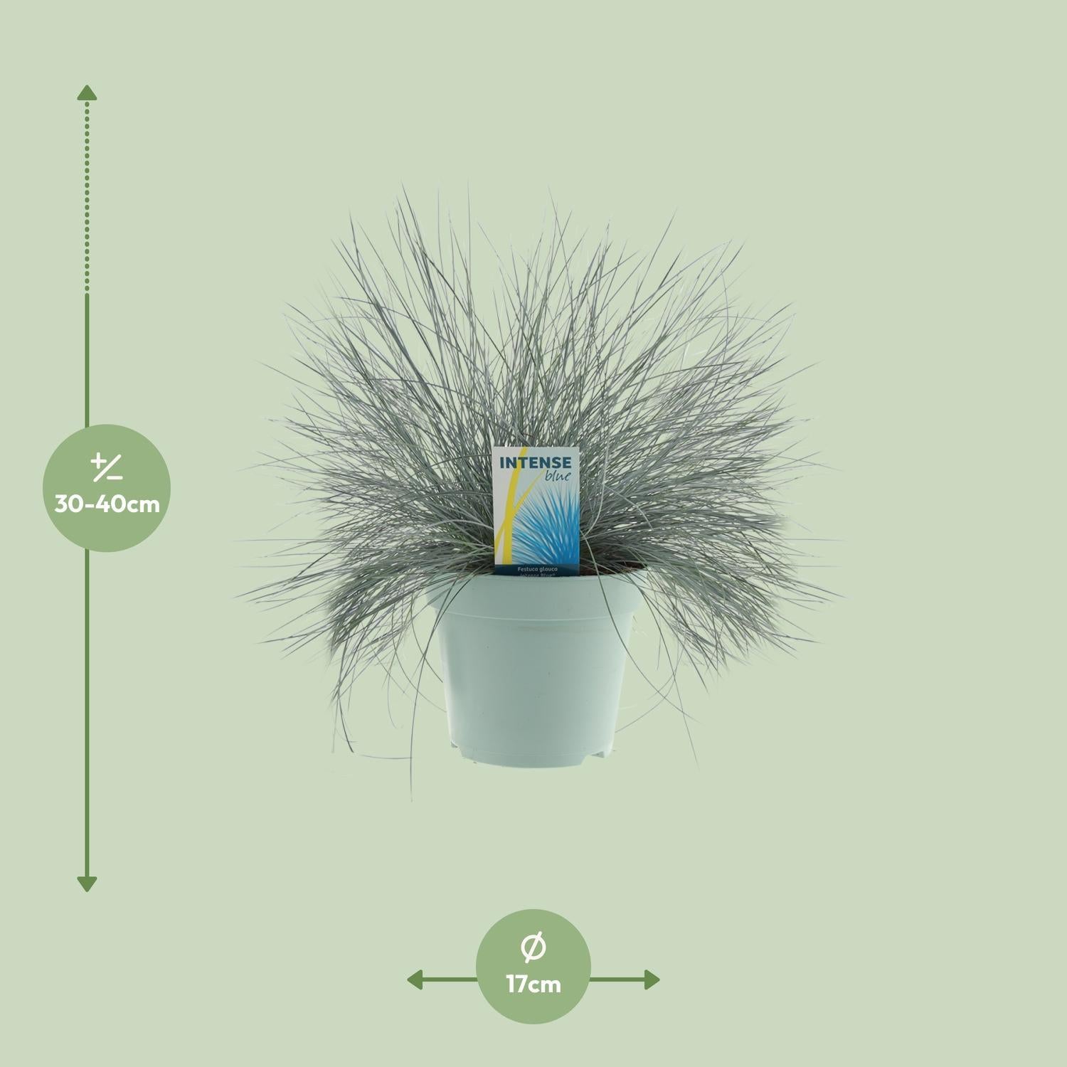 Ziergras - Festuca Glauca Intense Blue® - Ø17cm - ↕35cm