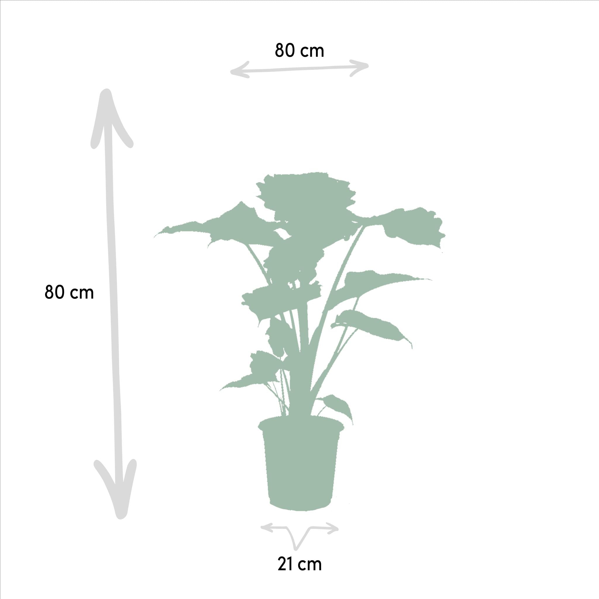 Elefantenohr Mix - Alocasia Wentii - Ø19cm - ↕60cm + Alocasia Portodora - Ø21cm - ↕75cm