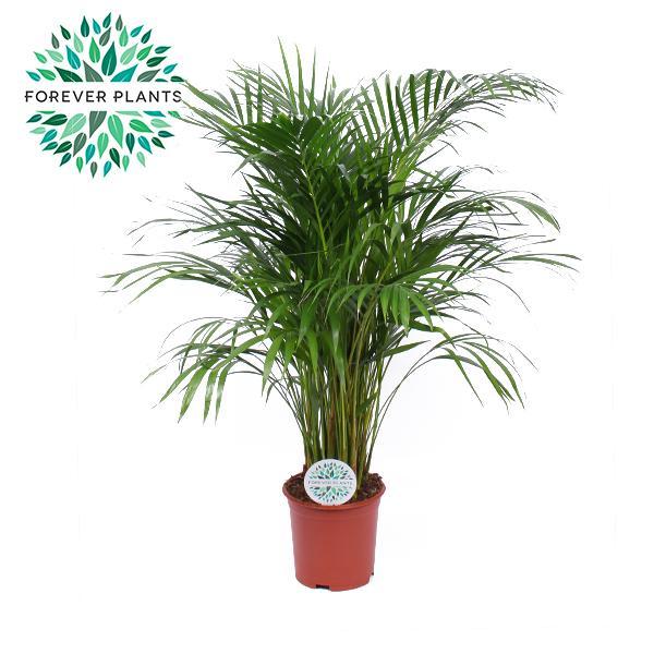 Arecapalme - Dypsis Lutescens - Ø21cm - ↕110cm