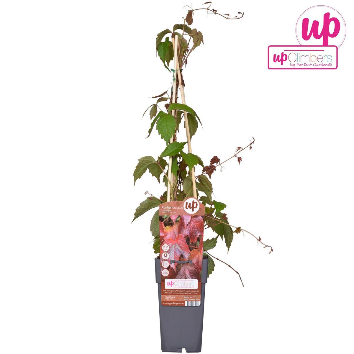 Wilder Wein - Parthenocissus tricuspidata 'Veitch Boskoop' - Ø15cm - ↕65cm