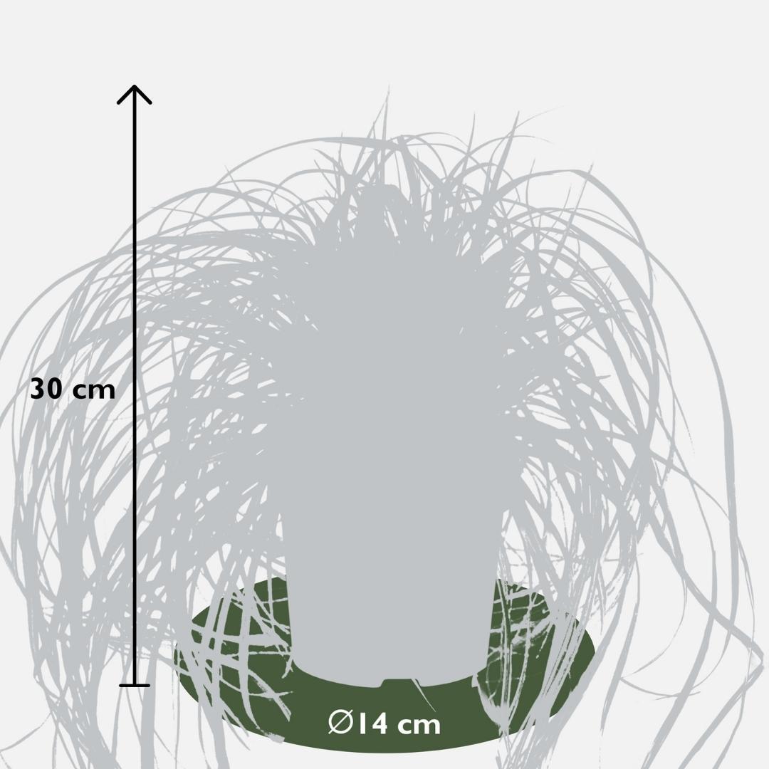 Ziergras - Carex hachijoensis 'Evergold'  - Ø 14 cm - ↨ 25 cm    3 Stück