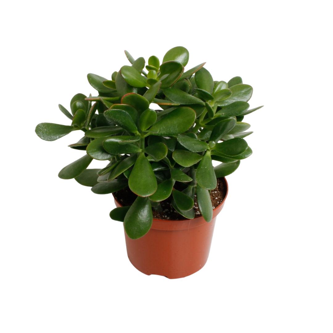 Gummibaum -Crassula Argentea Ovata - Jadepflanze, Geldbaum oder Glückspflanze- Ø17cm - ↕35cm