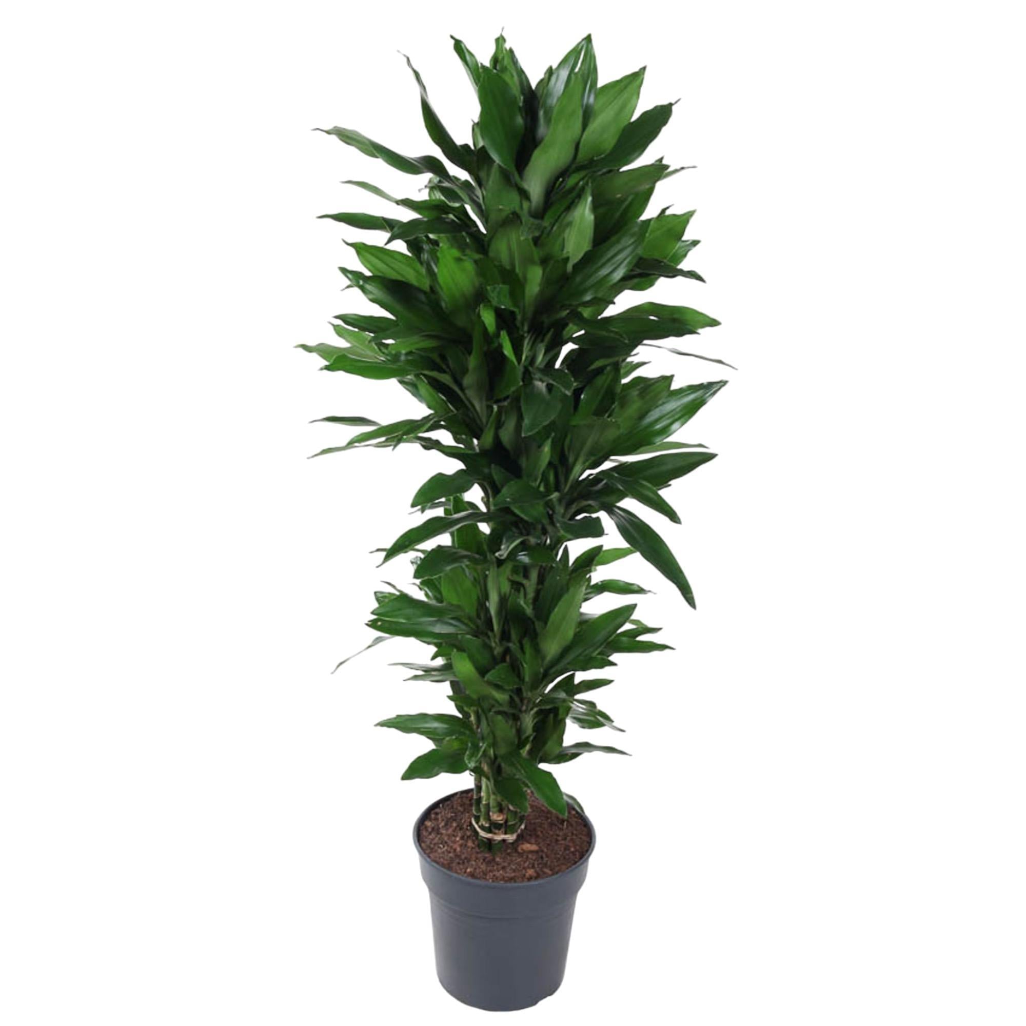 Drachenbaum Janet Lind - Dracaena Janet Lind verzweigt - 150 cm - ø31