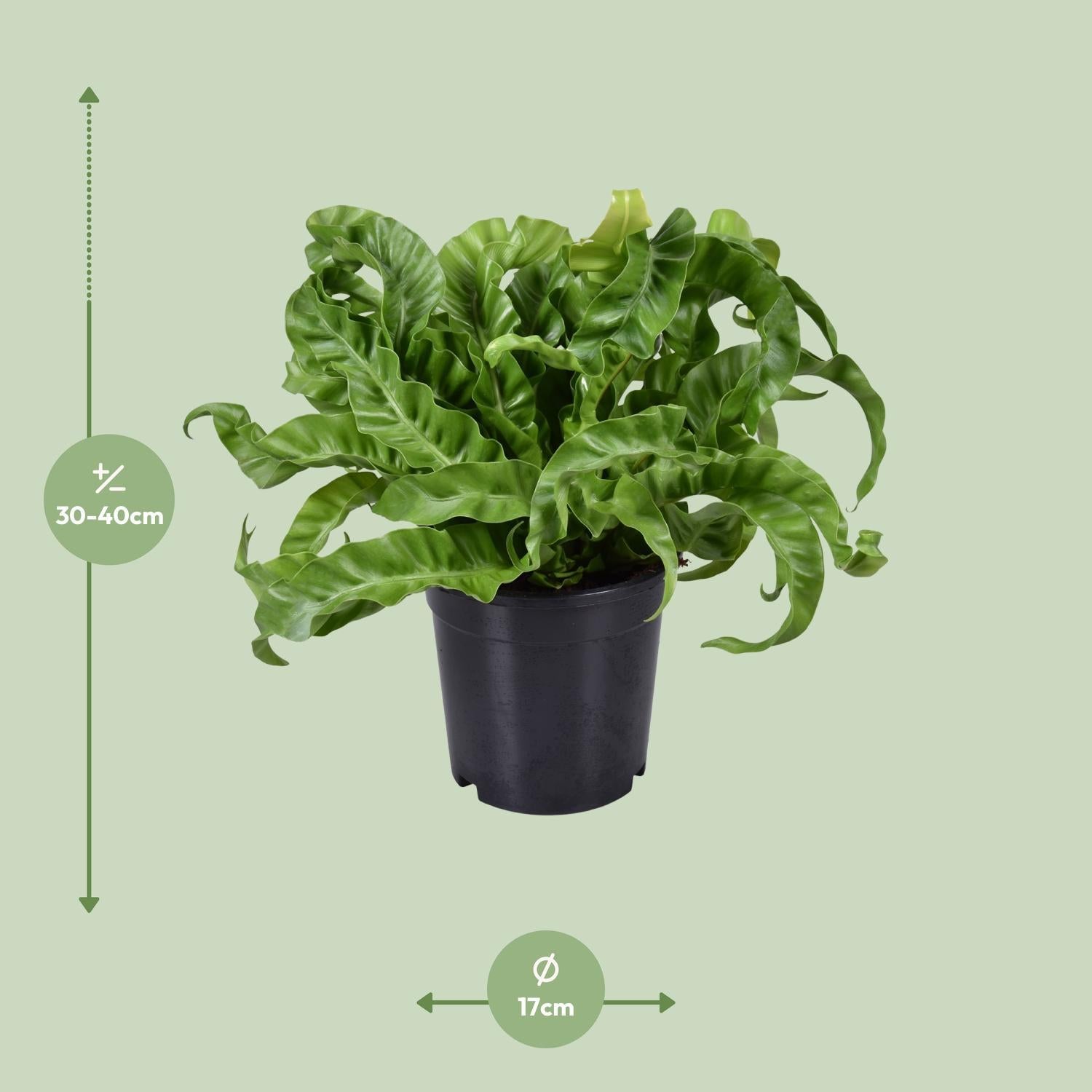 Japanischer Vogelnestfarn - Asplenium Antiquum - Ø17cm - ↕40cm