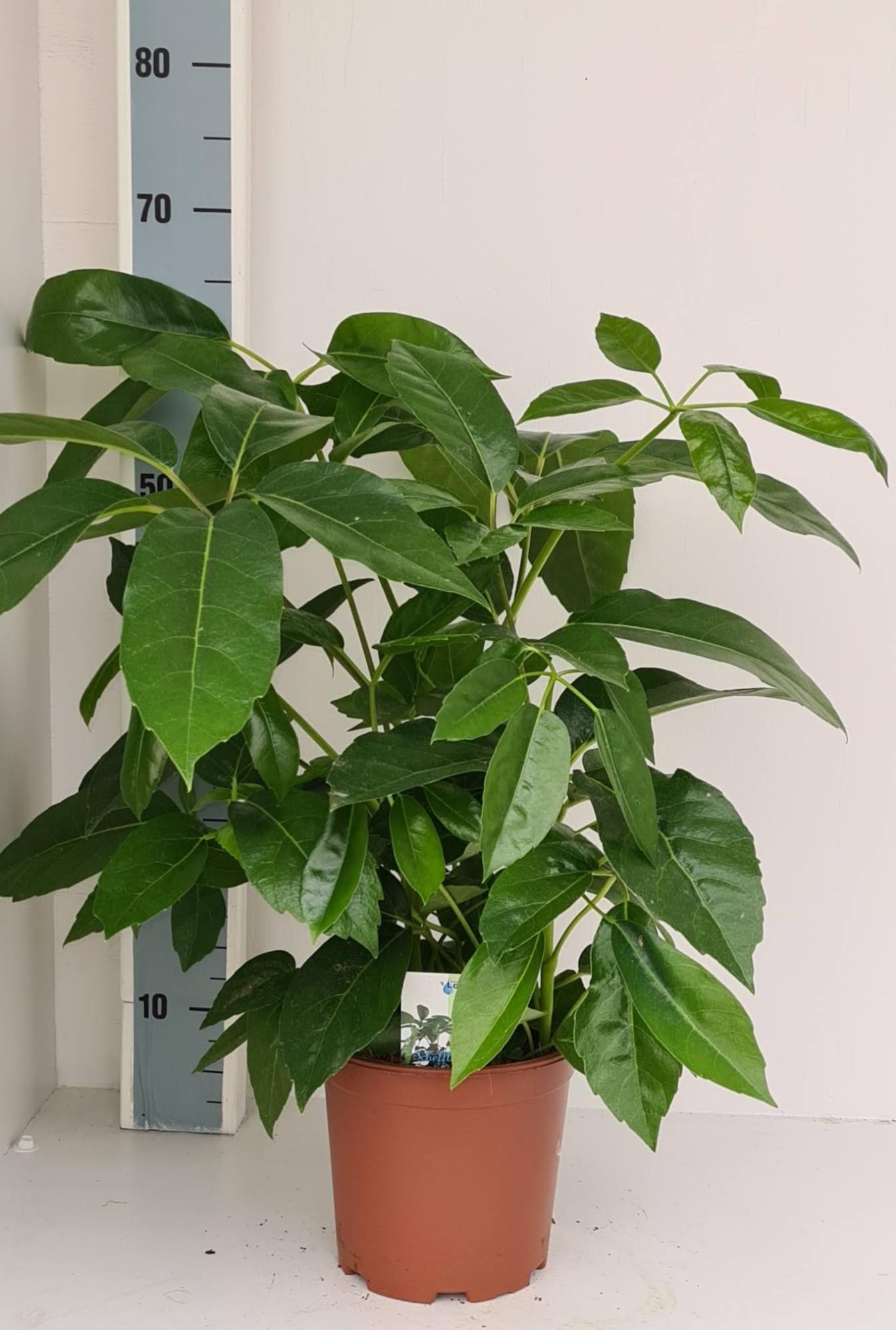 Schefflera Amate