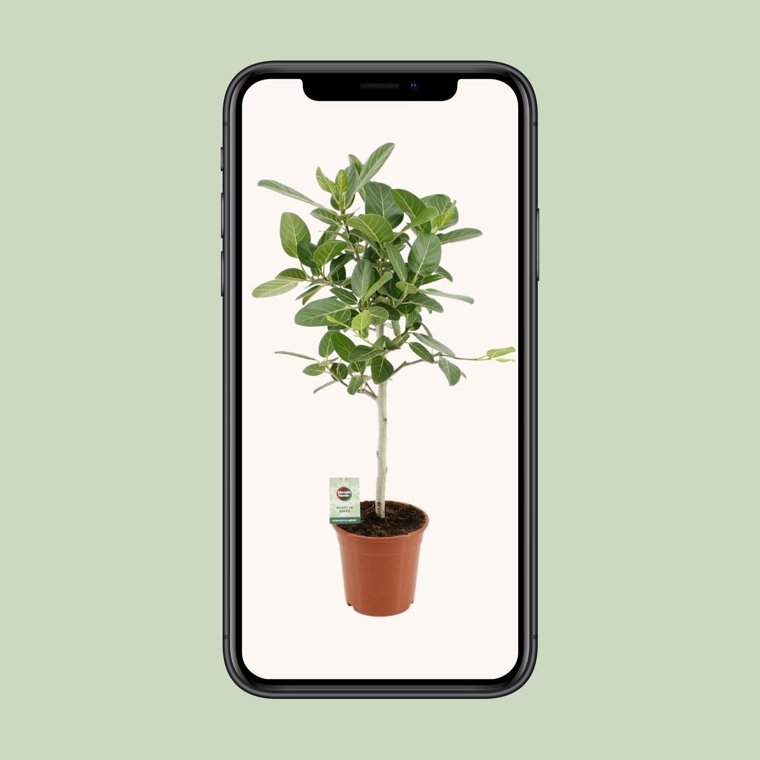 Indischer Banyanbaum Ficus Benghalensis Petite Audrey - Ø21cm - ↕95cm