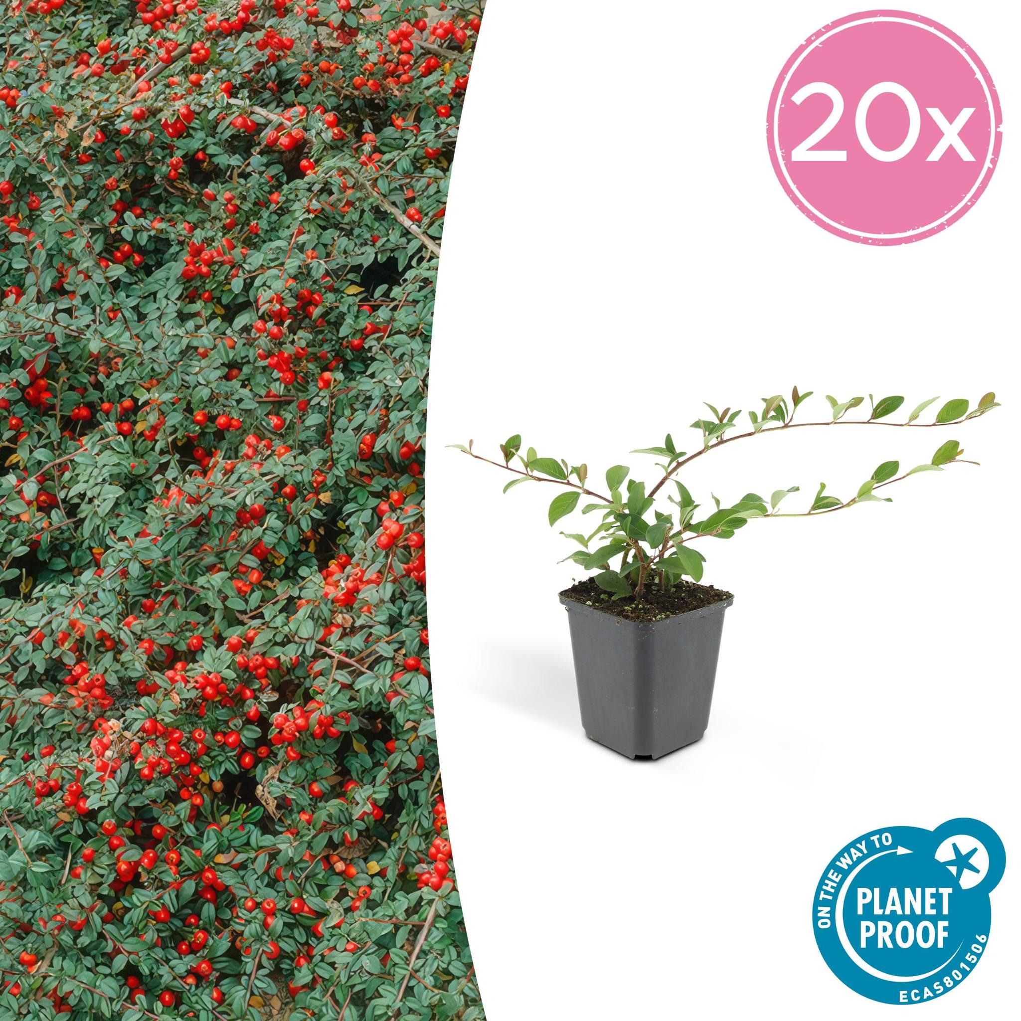 Zwergmispel, Teppichmistel auch Kriechmispel - Cotoneaster dammeri - ↕10-25cm - Ø9cm - 12 Stück - Cotoneaster dammeri - ↕10-25cm - Ø9cm - 20 Stück