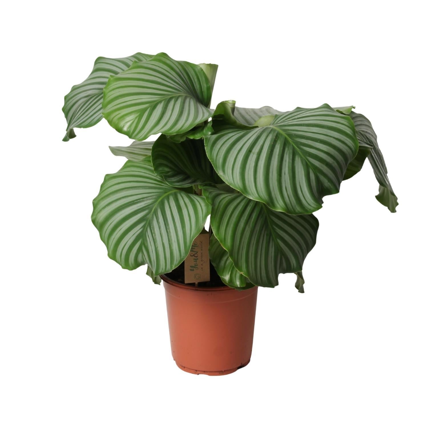 Gebetspflanze -  Calathea Orbifolia - Ø21cm - ↕55cm