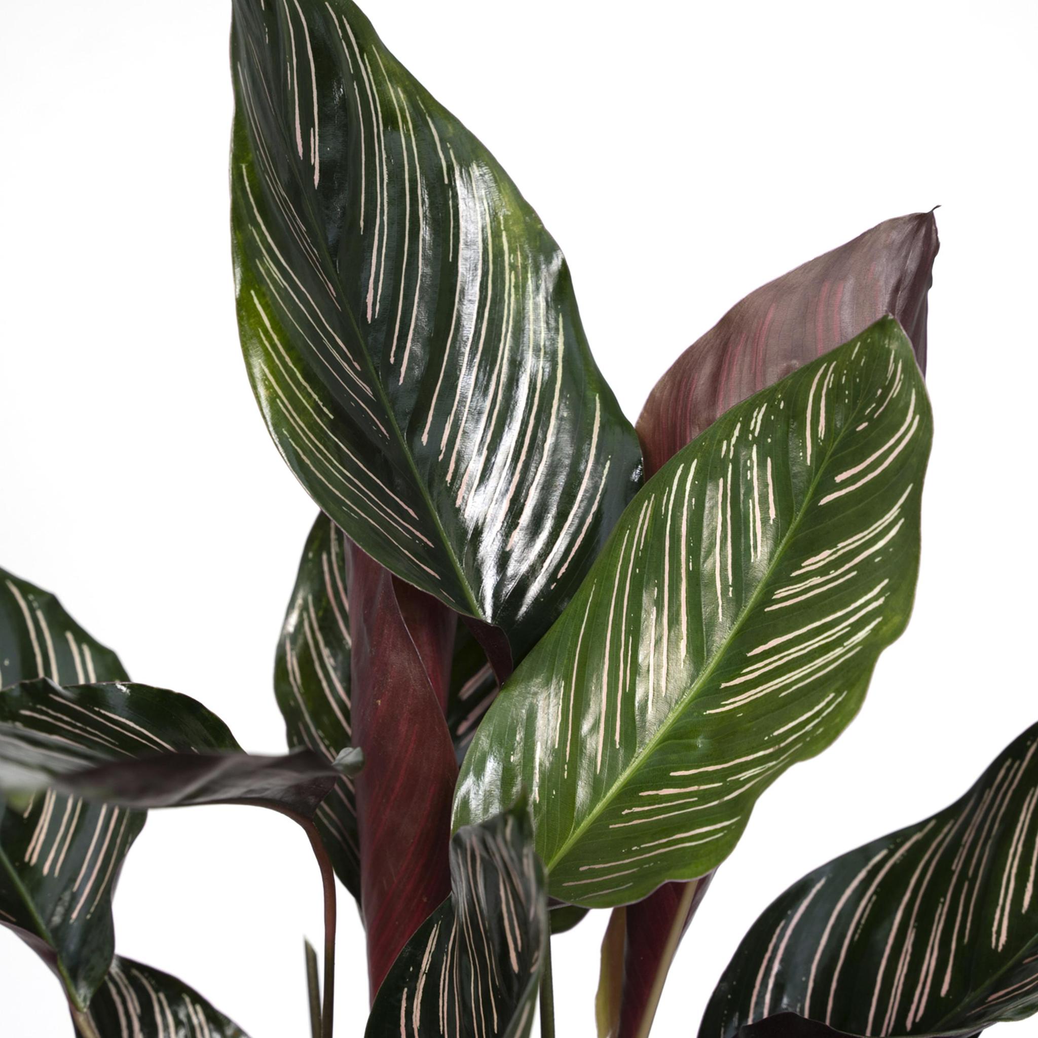 Gebetspflanze - Calathea Ornata - Ø14 - ↨50cm