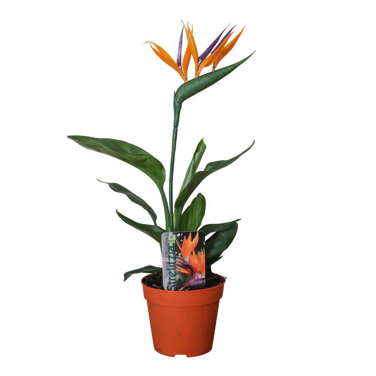 Strelitzia Reginae P13 2pp (met kunstbloem) - Ø13cm - ↕35cm