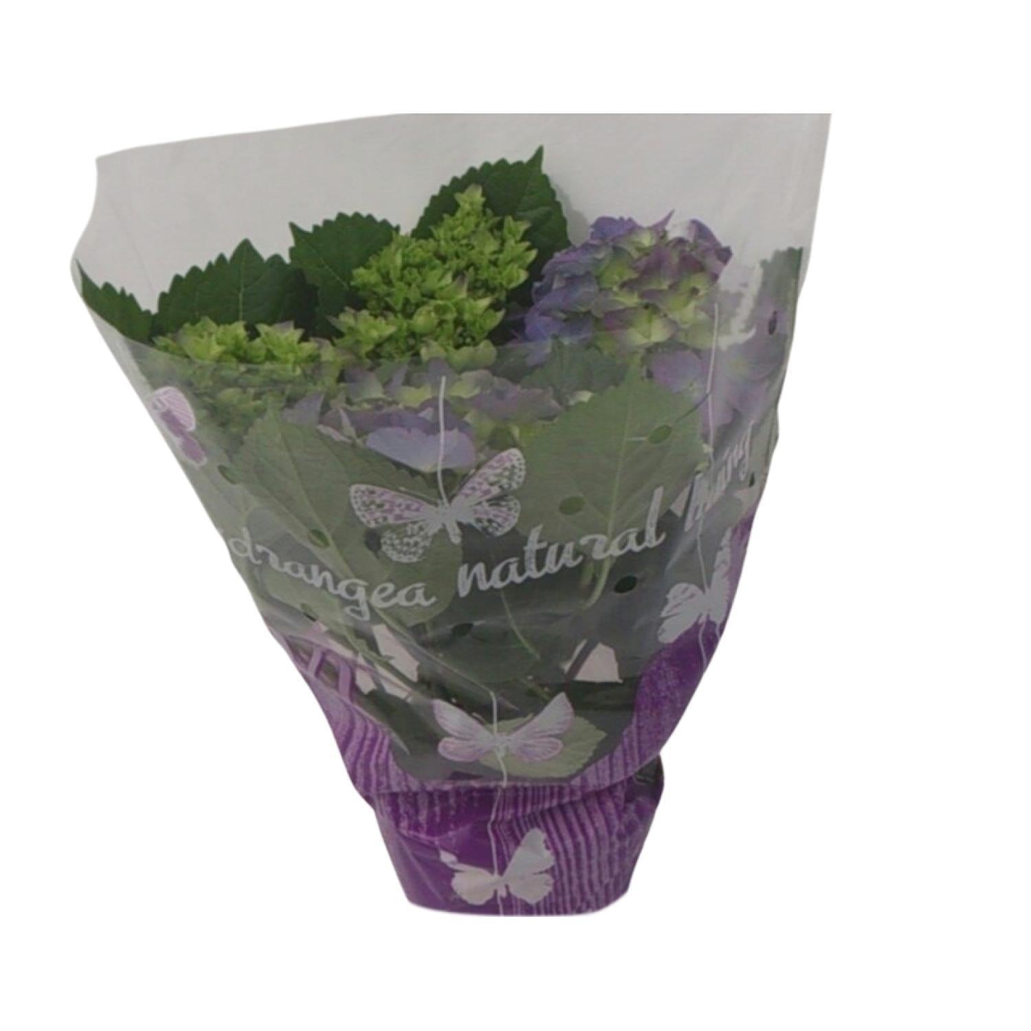 Hortensia Blauw - Ø14cm - ↕35cm