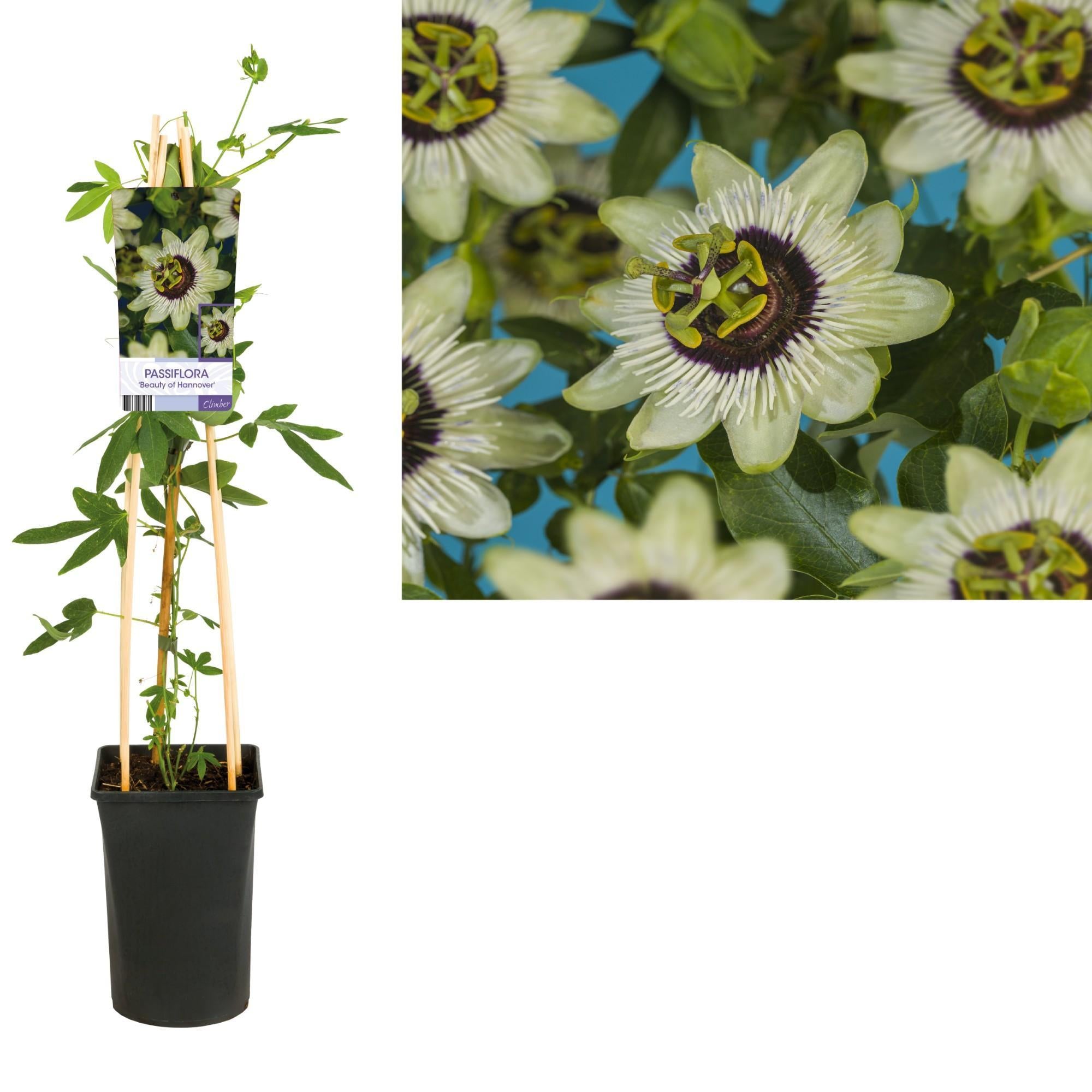 Passiflora 'Beauty Of Hannover' +lichtlabel - Ø17cm - ↕75cm