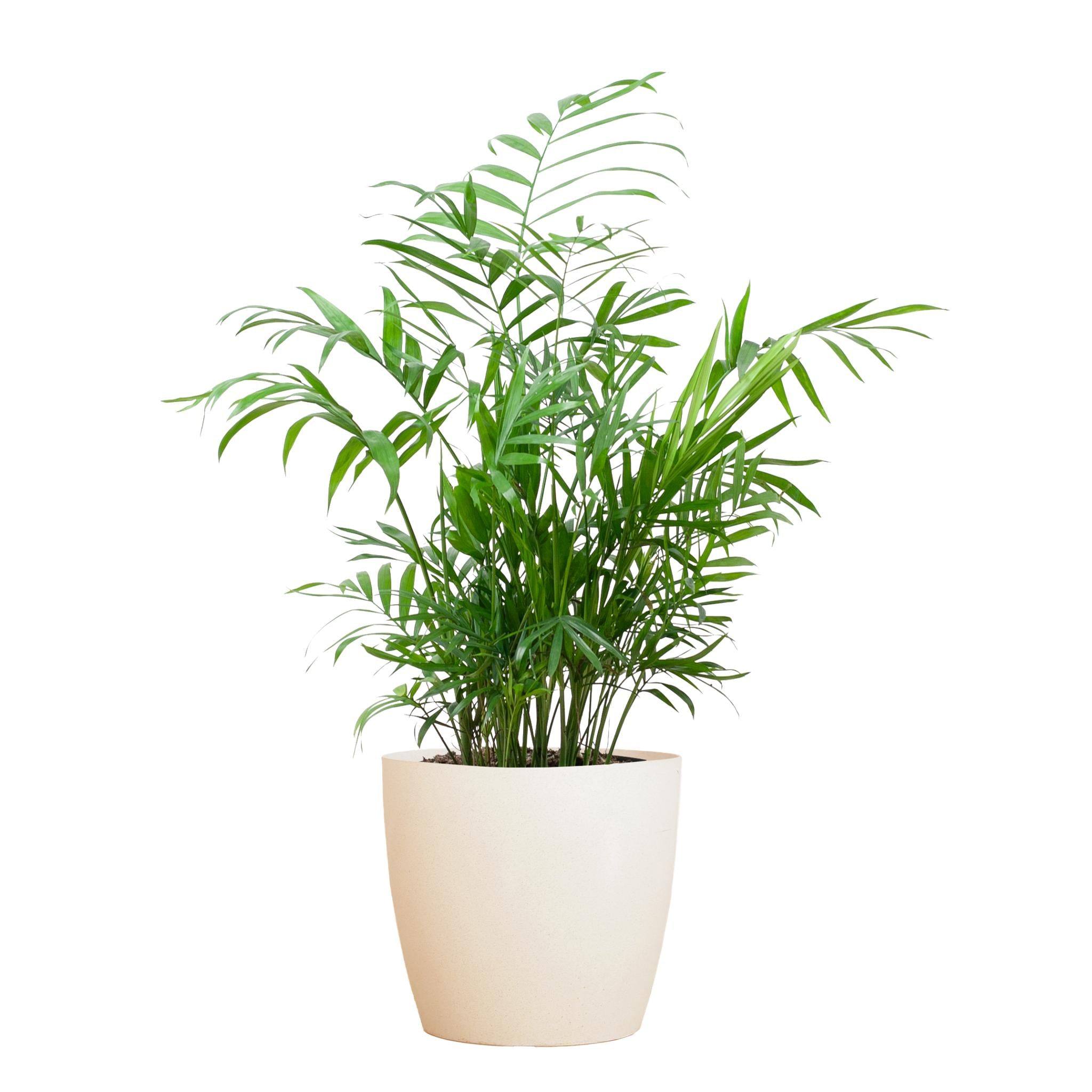 Mexikanische Bergpalme - Chamadorea Elegans mit Viber Topf weiß - 55cm - Ø17