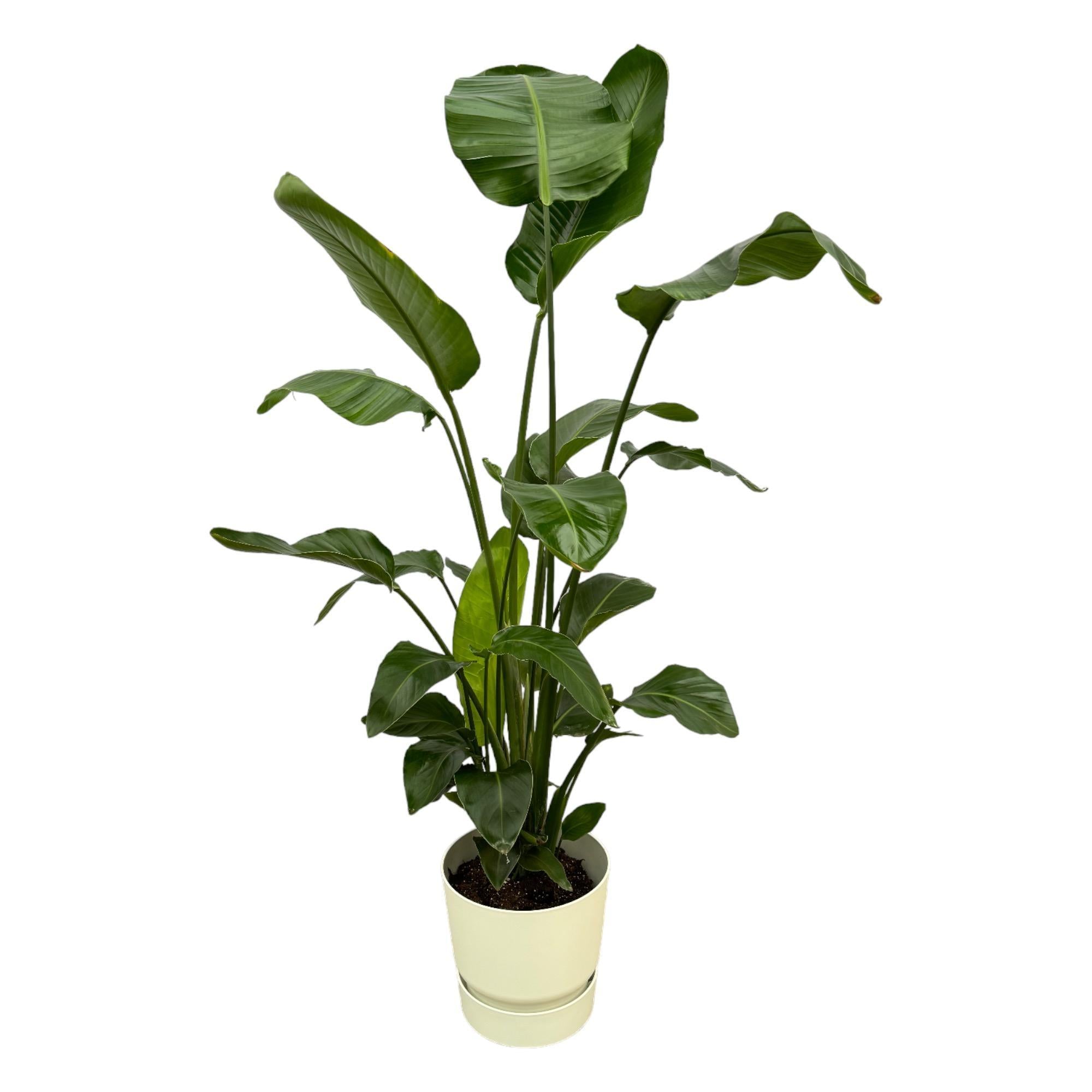 Strelitzia Nicolai einschließlich elho Greenville Round Topf weiß – 160 cm – Ø30