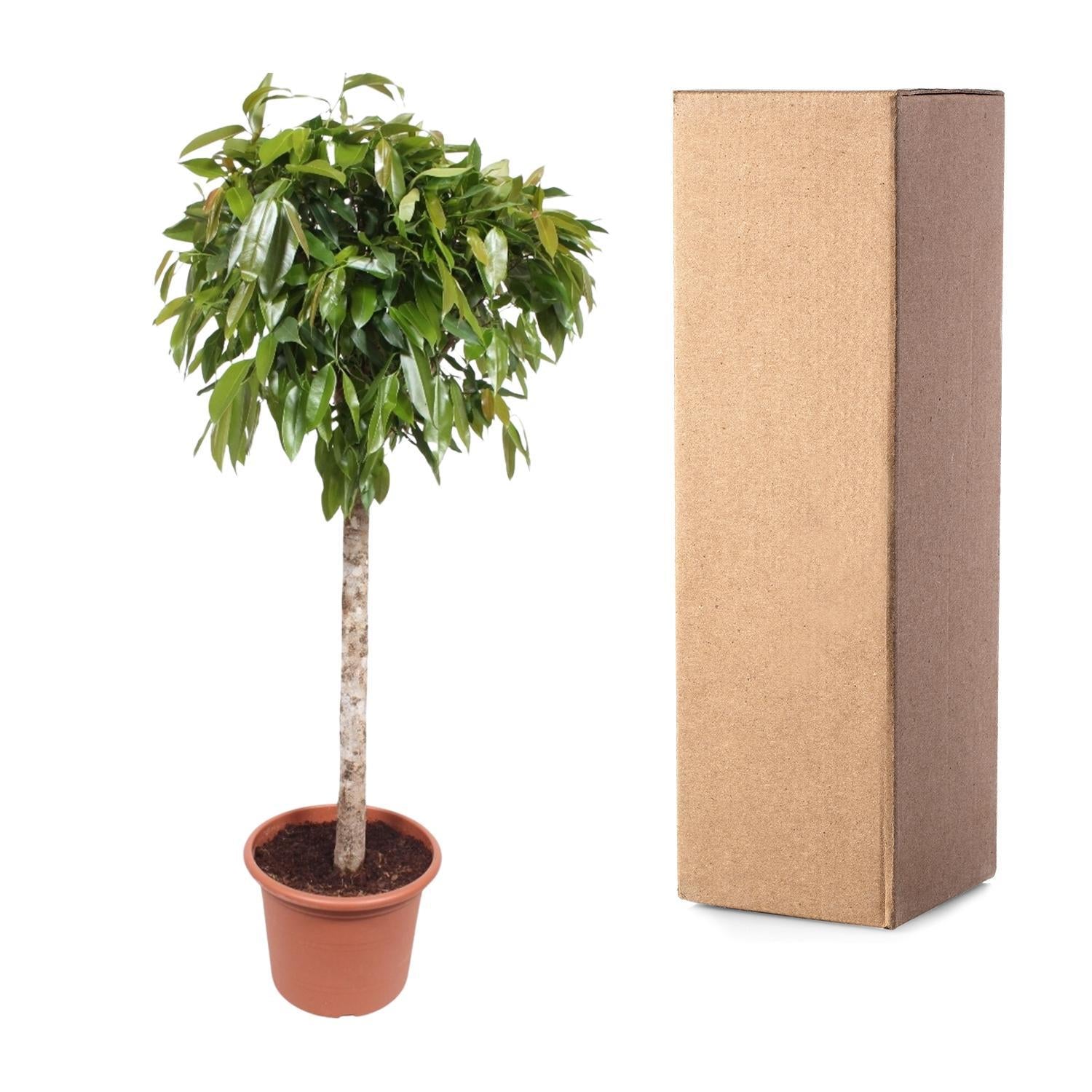 Gummibaum -  Ficus Amstel King - 180 cm - ø40