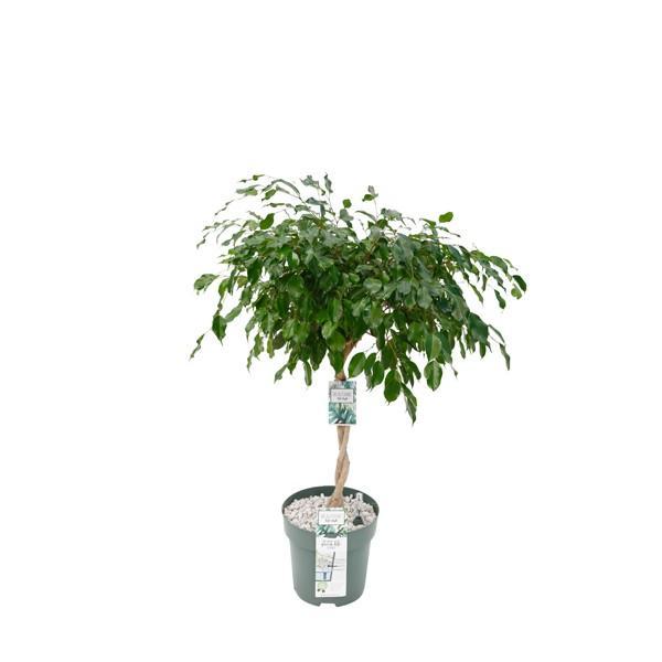 Birkenfeige - Ficus Adora / Exotica - Ø27cm - ↕120cm