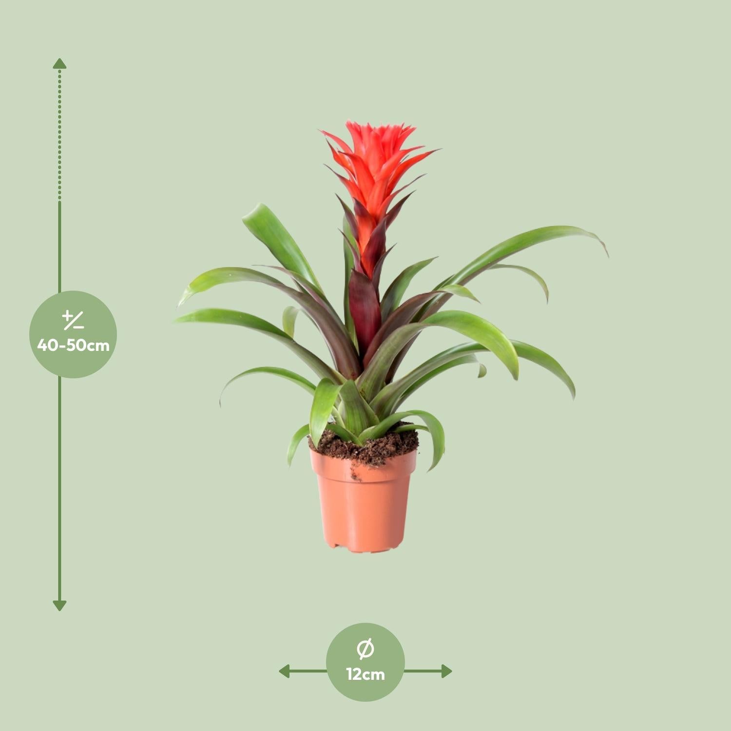 Guzmania Rockyflower Hope - Ø12cm - ↕43cm