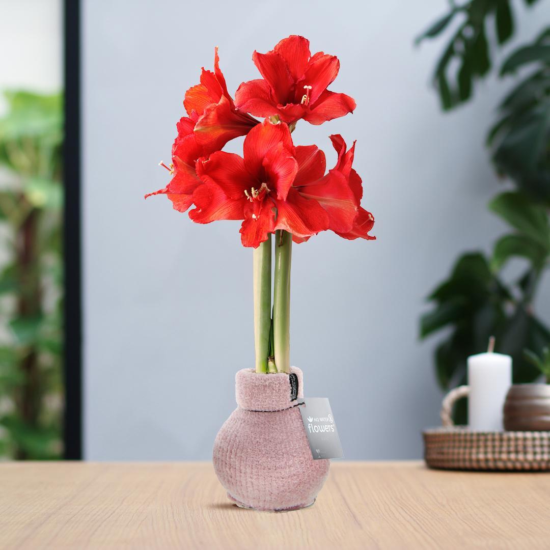 No Water Flowers® (wax amaryllis) | Fashionz Cozy Fluffy - Pink + Red flower