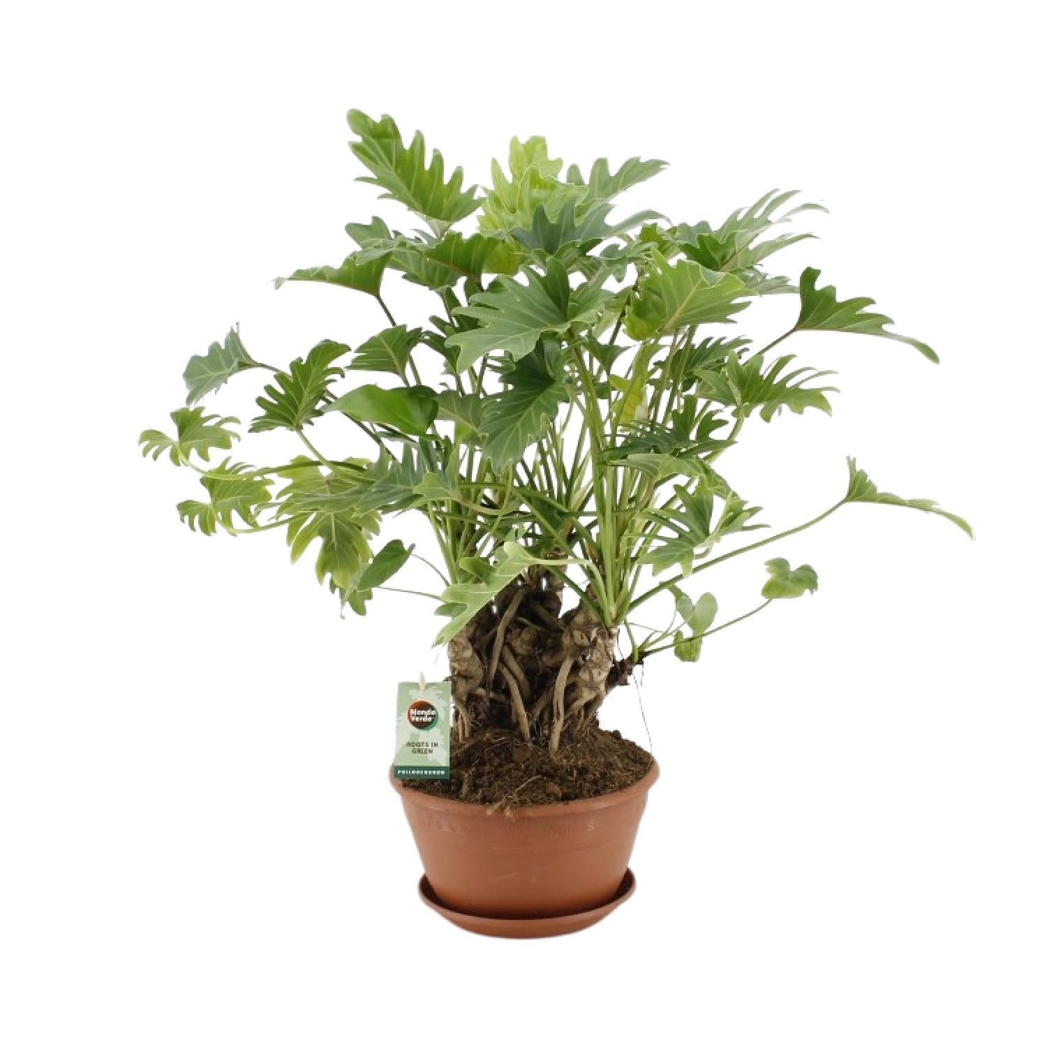 Philodendron Xanadu mit Stamm - Ø22cm - ↕50cm