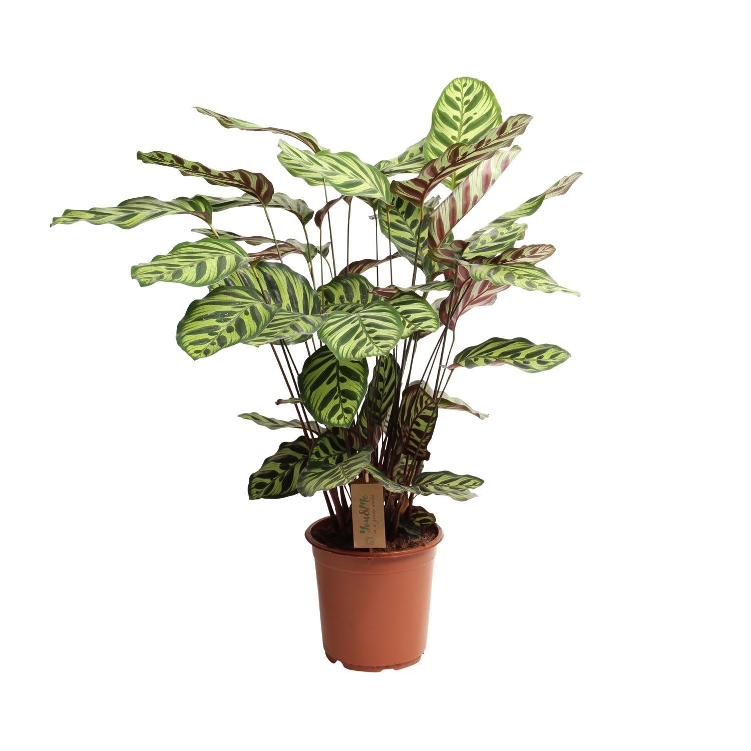 Pfauenpflanze - Calathea Makoyana - Ø21cm - ↕55cm