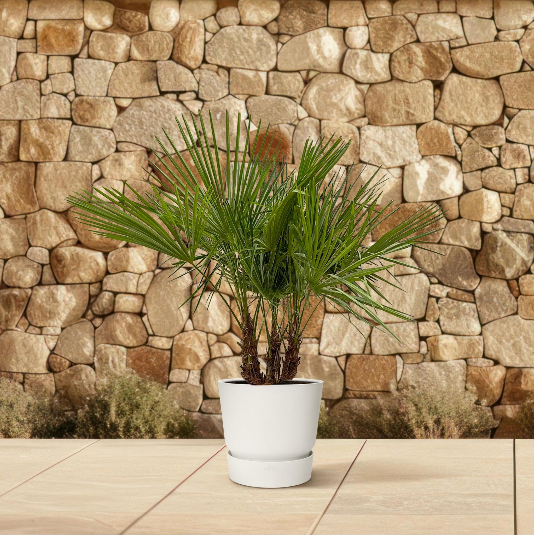 Trachycarpus multi stam - 180cm- Ø45