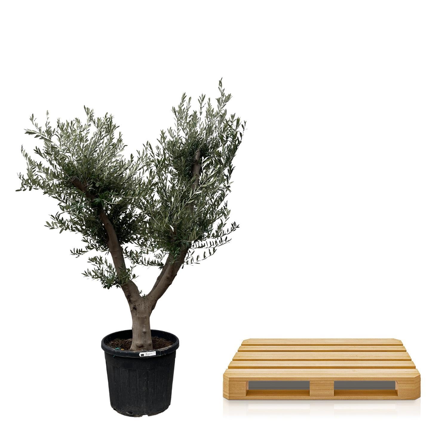 Olea Olive Europaea Cultivo - 225cm- Ø60