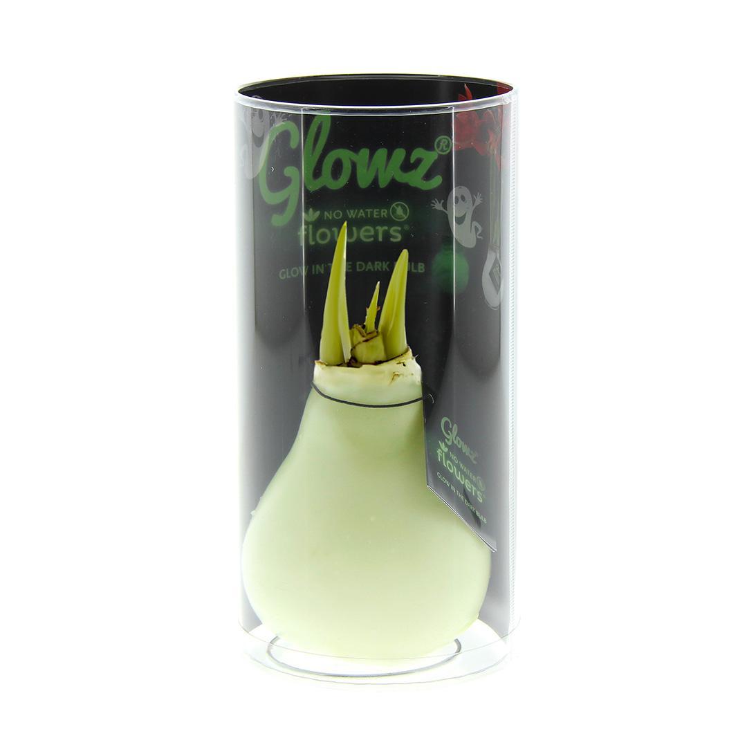 No Water Flowers® (wax amaryllis) | Glowz - Red flower