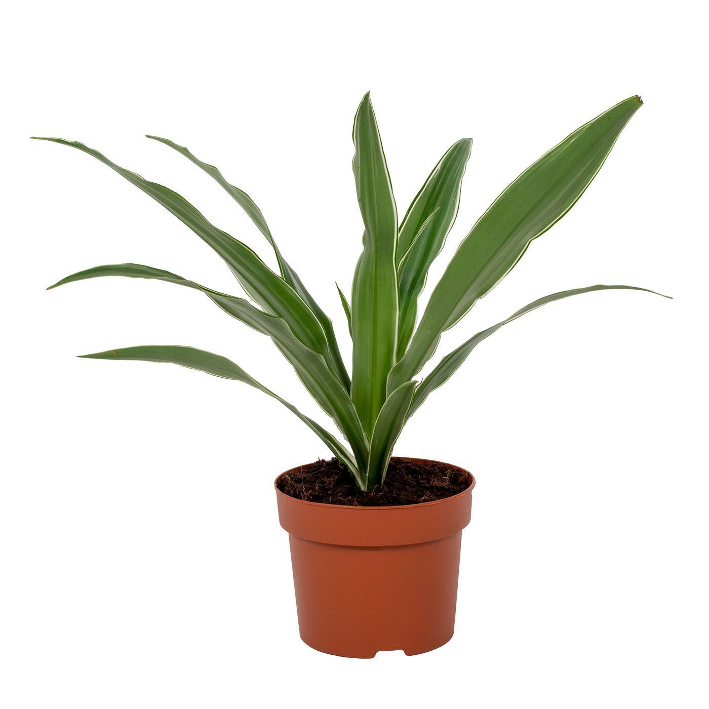 Drachenbaum Warneckei - Dracaena Warneckei 12cm - Ø12cm - ↕40cm