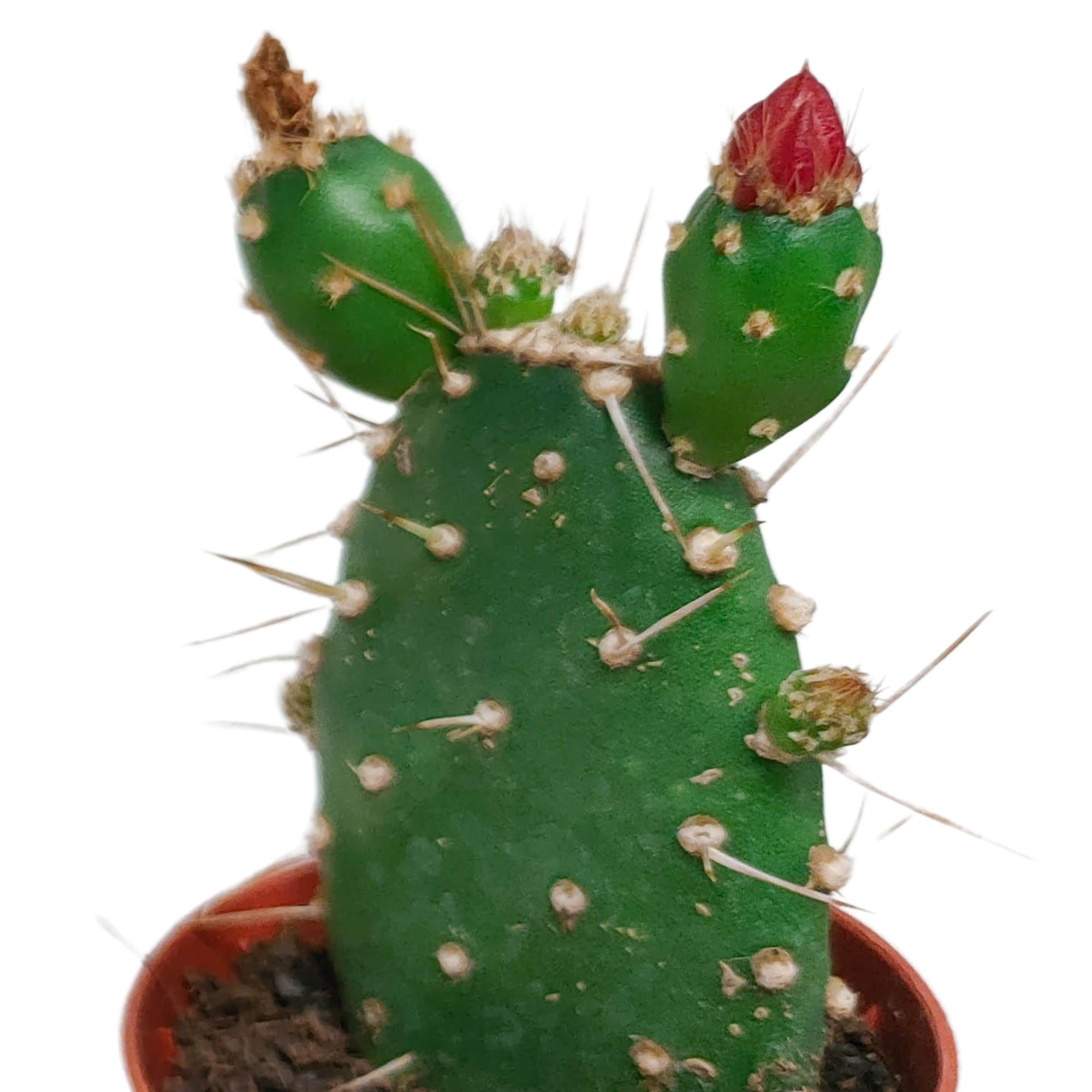 Cactusmix 5,5 cm - zonder pot bloeiend - 5x