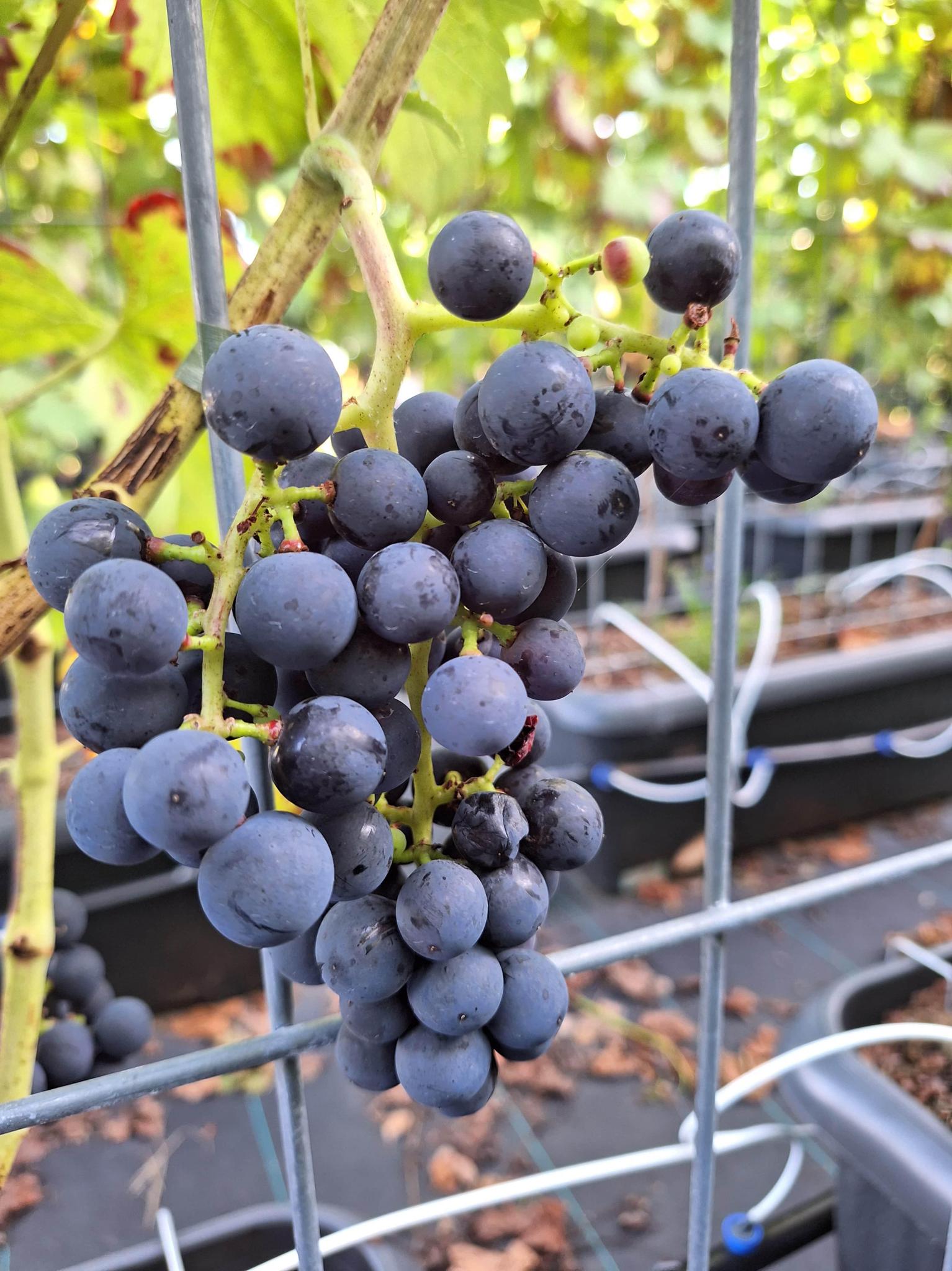 Weinrebestrauch - Vitis 'Boskoop Glory' ( Blaue Traube ) - Fertighecke - 120 x 180 cm