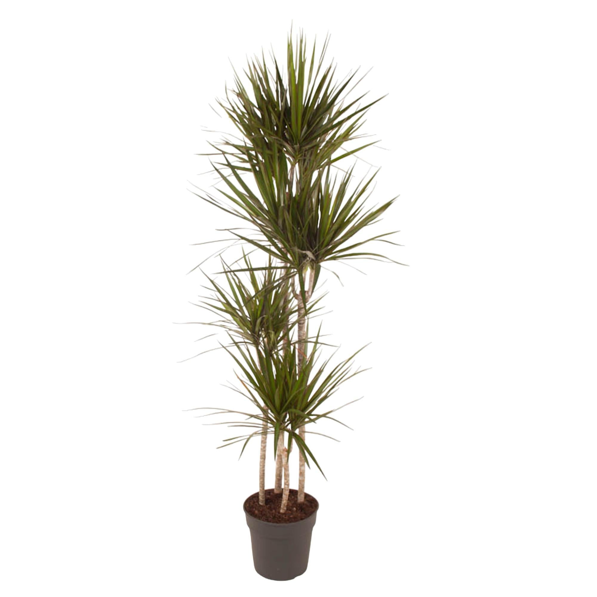 Drachenbaum Marginata - Dracaena Marginata - 160 cm - ø27